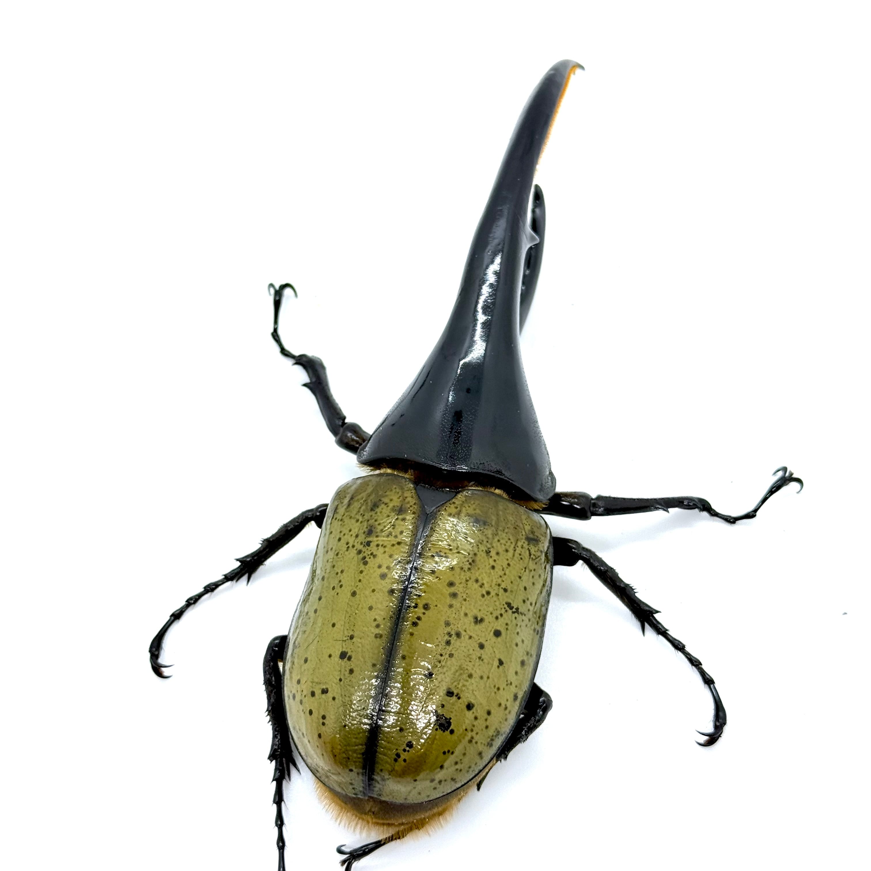 153㎜ / 成虫 / オス / ヘラクレスオオカブト | HERCULES-TOKYO