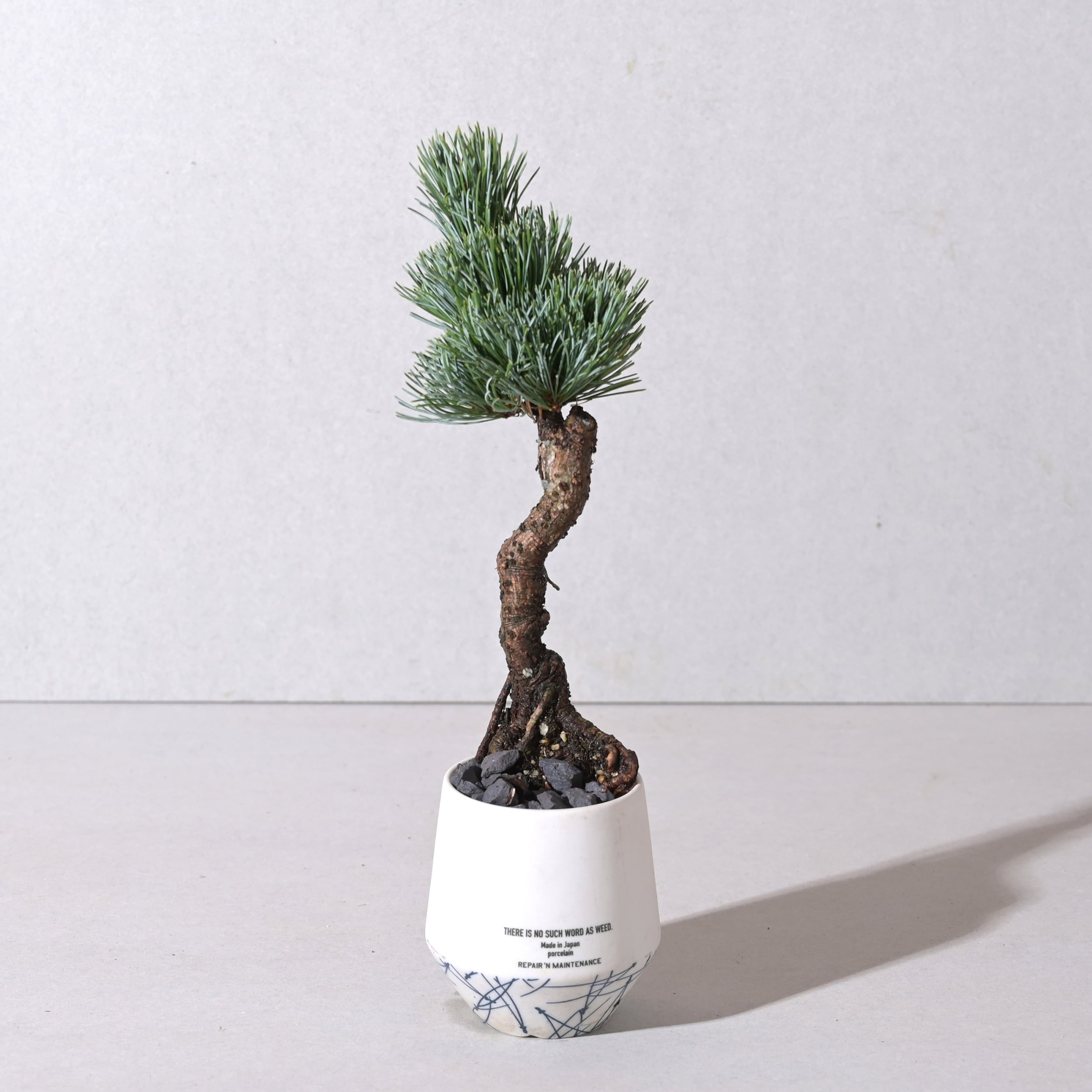 植え込み】根上がり五葉松 ＊64875 NO WEED PLANTER PINE | REPAIR 'N
