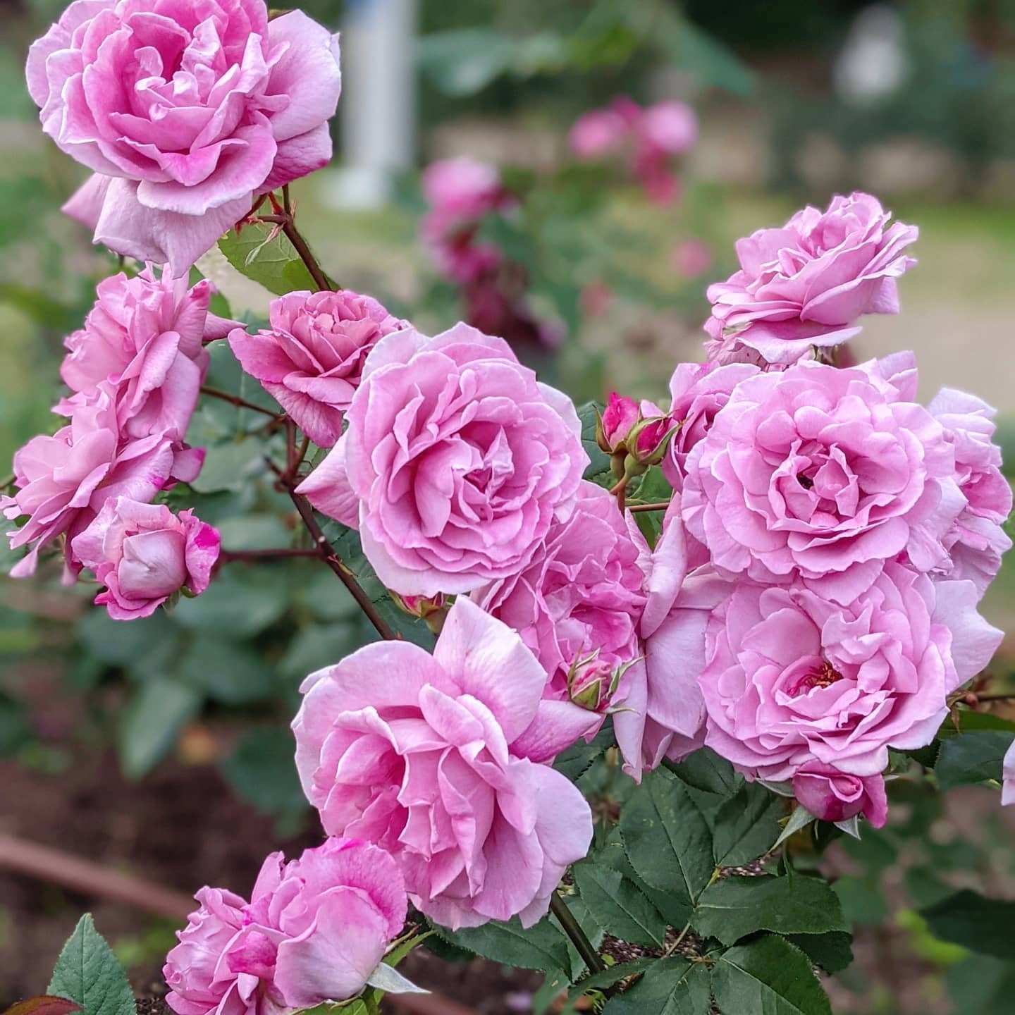 d91aa28b05d79e7cef4a5bba97b4c7