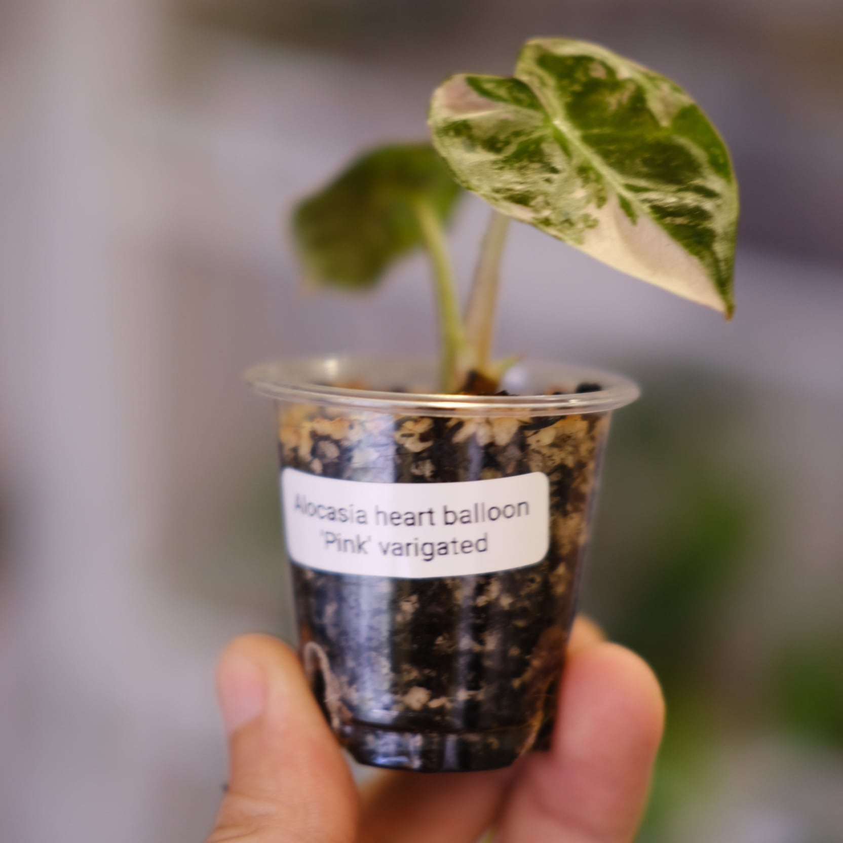 ALOCASIA HEART BALLON PINK VARIGATED / アロカシア ハートバルーン
