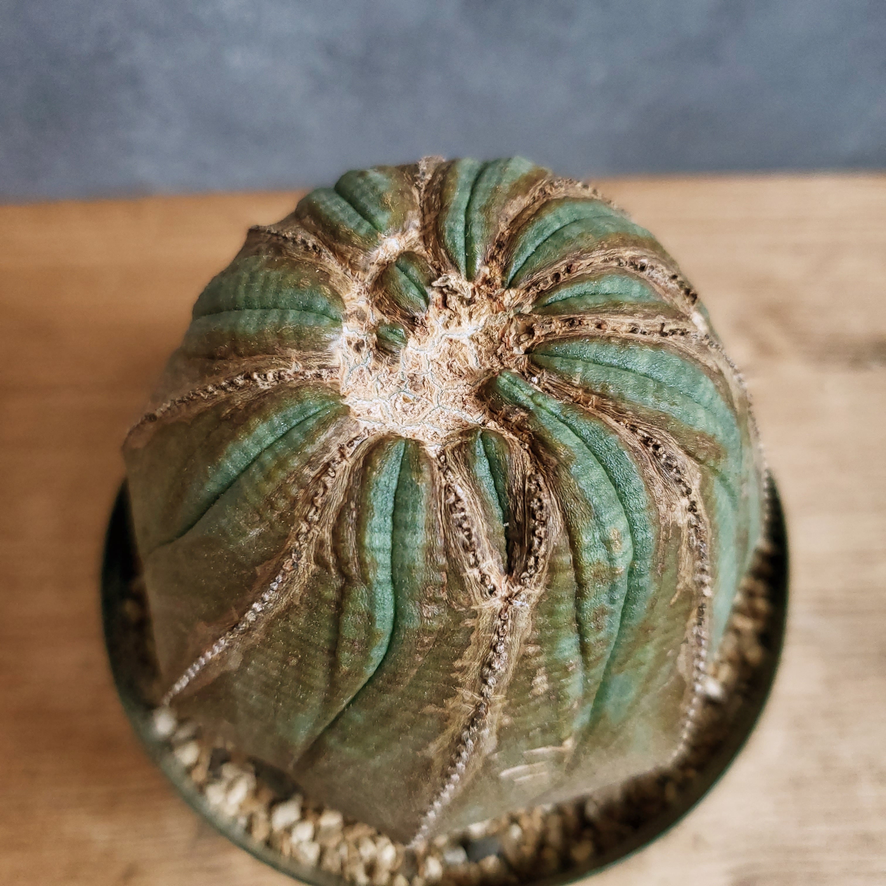 成長点潰れの大株】幅90mm Euphorbia Obesa ユーフォルビア オベサ