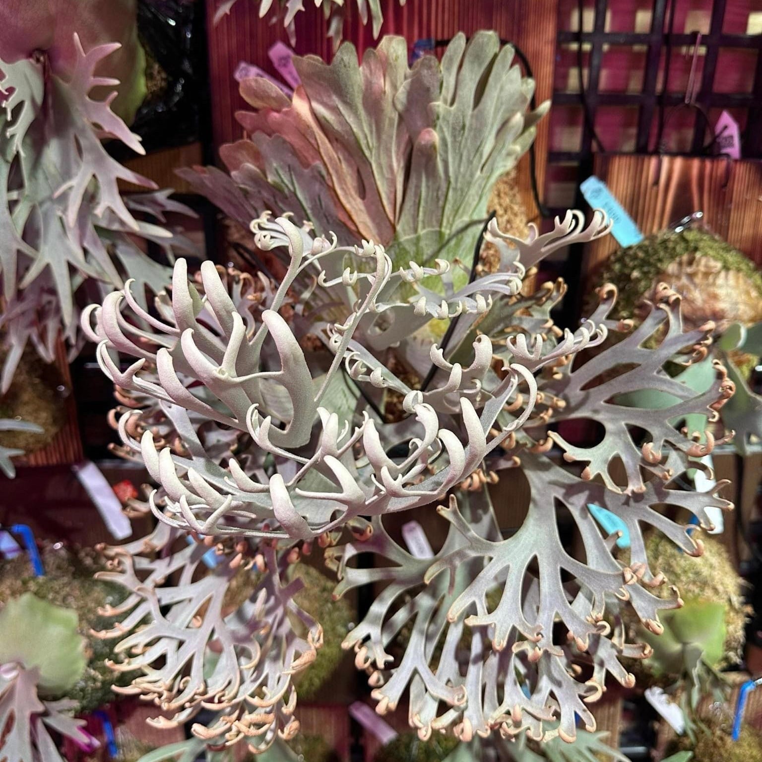 P.willinckii Snow sporeling（Dwarf nook spore） | naturefix