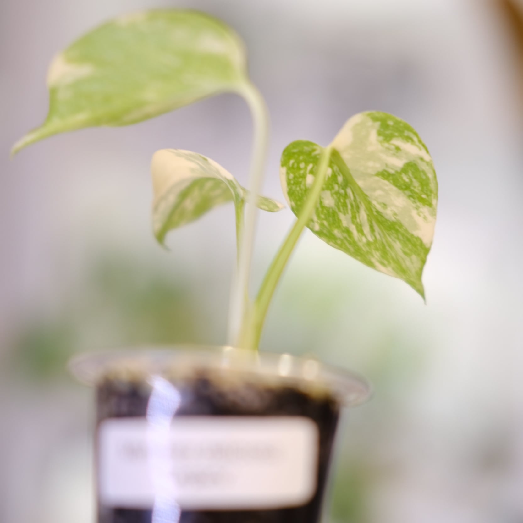 モンステラ・レガシー / Monstera deliciosa 'Legacy③ | tokyoplants