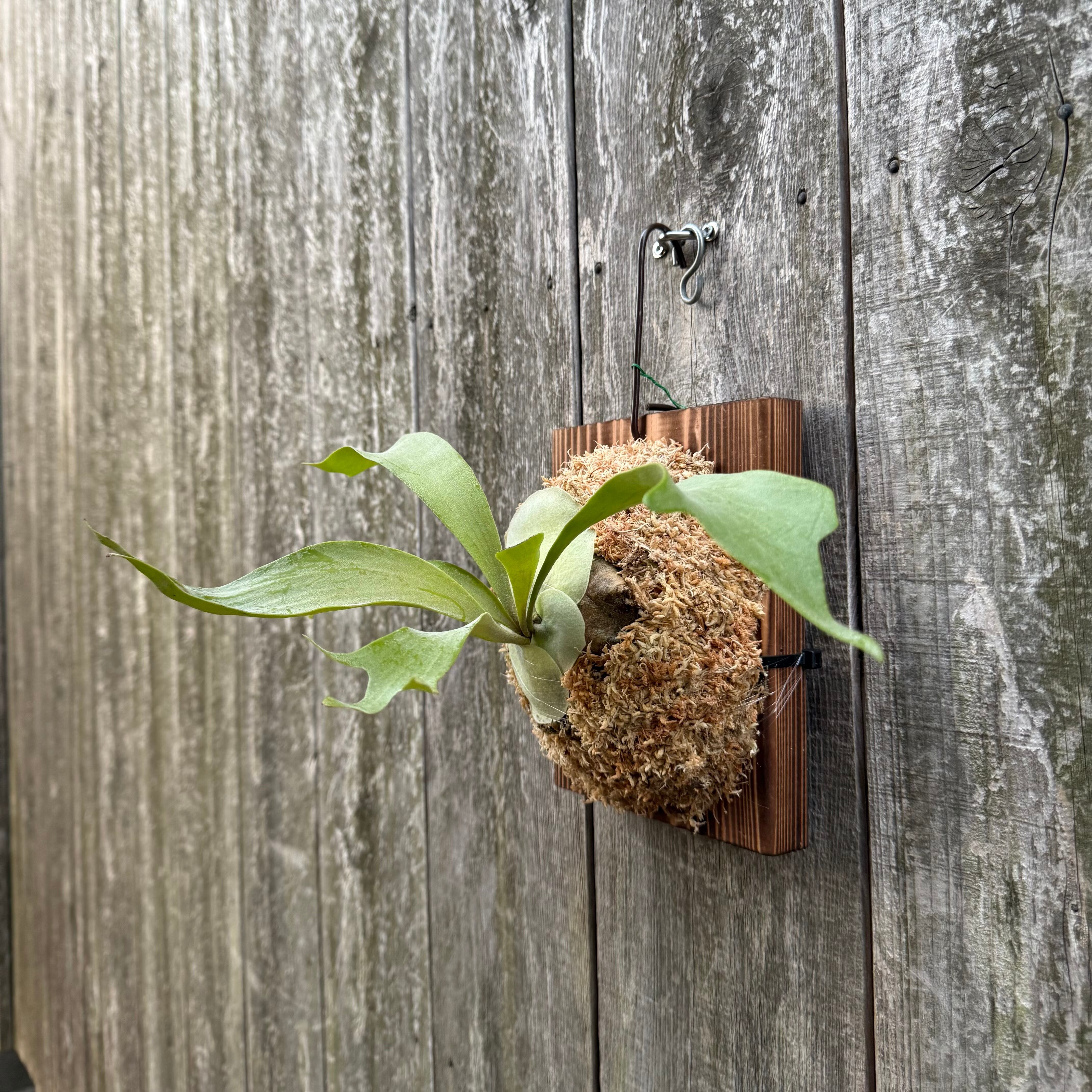 P.White Wing (from Banna) | naturefix