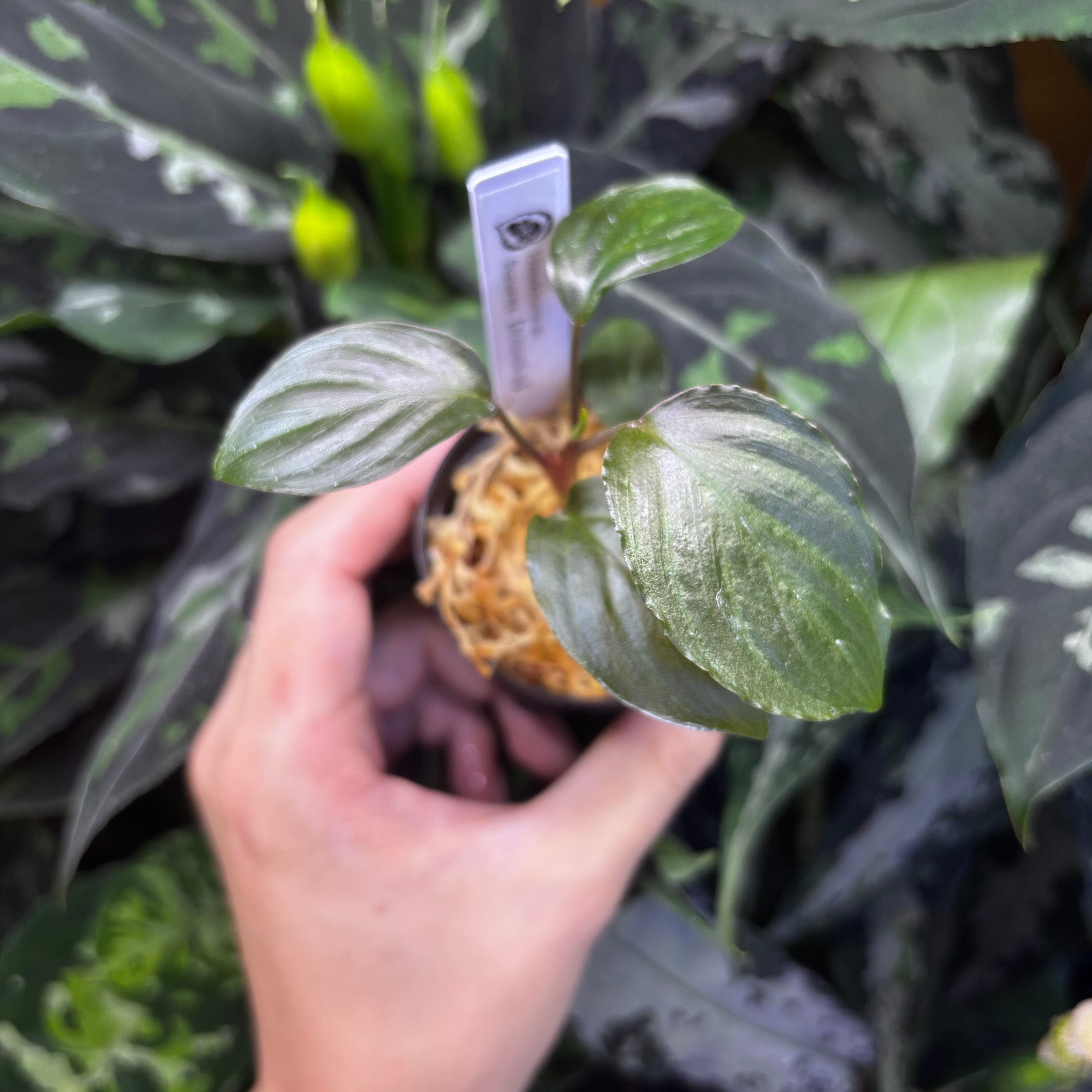 Homalomena sp. 黒錦Sumatera Utara 【ZOE0225-2p】① | 熱帯雨林植物