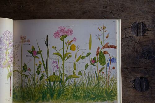 再入荷】イギリス 野の花図鑑／ヘンリ―・テリー 著、海野弘 解説