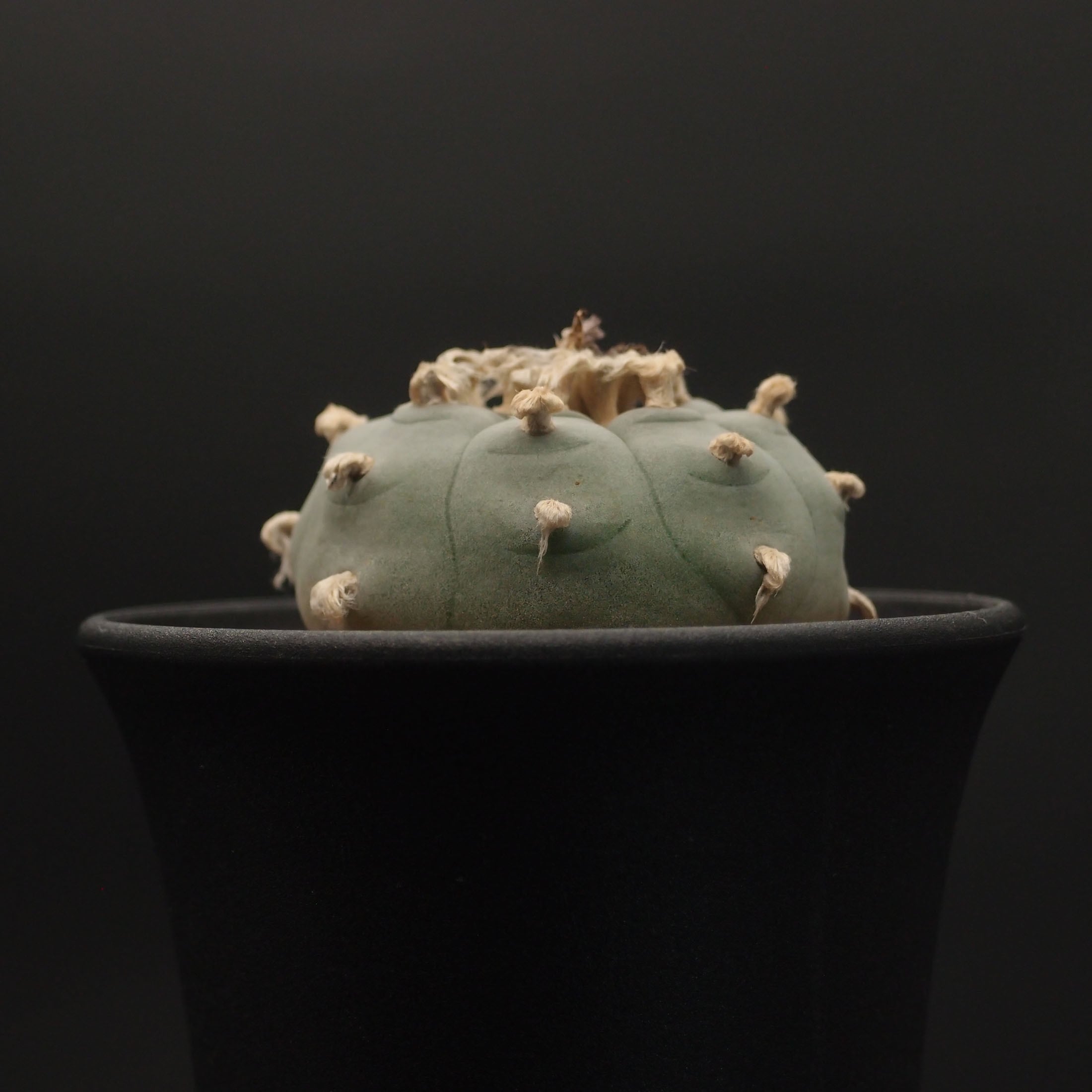 烏羽玉 (B19)：ロフォフォラ属 ※実生 | 万緑 BAN RYOKU