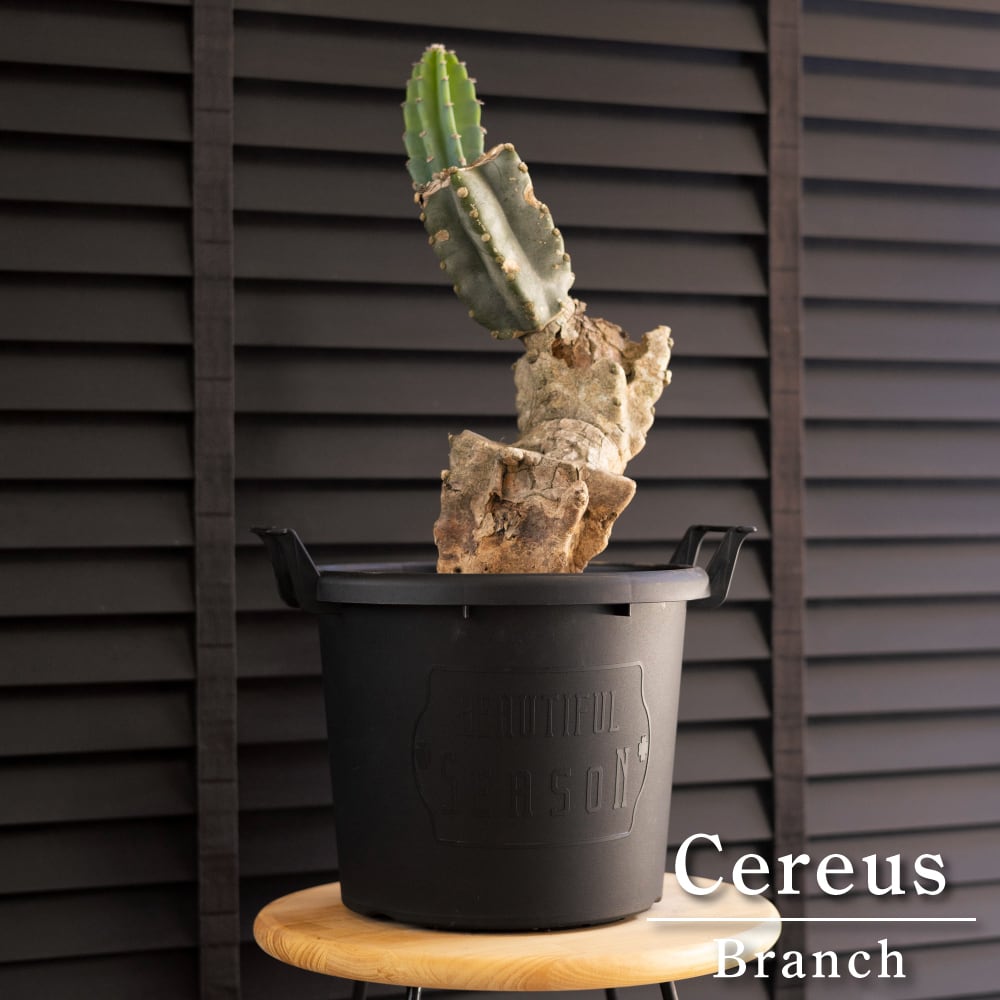 柱サボテン ブランチ 鬼面角 7号 Branch 石化サボテン 観葉植物