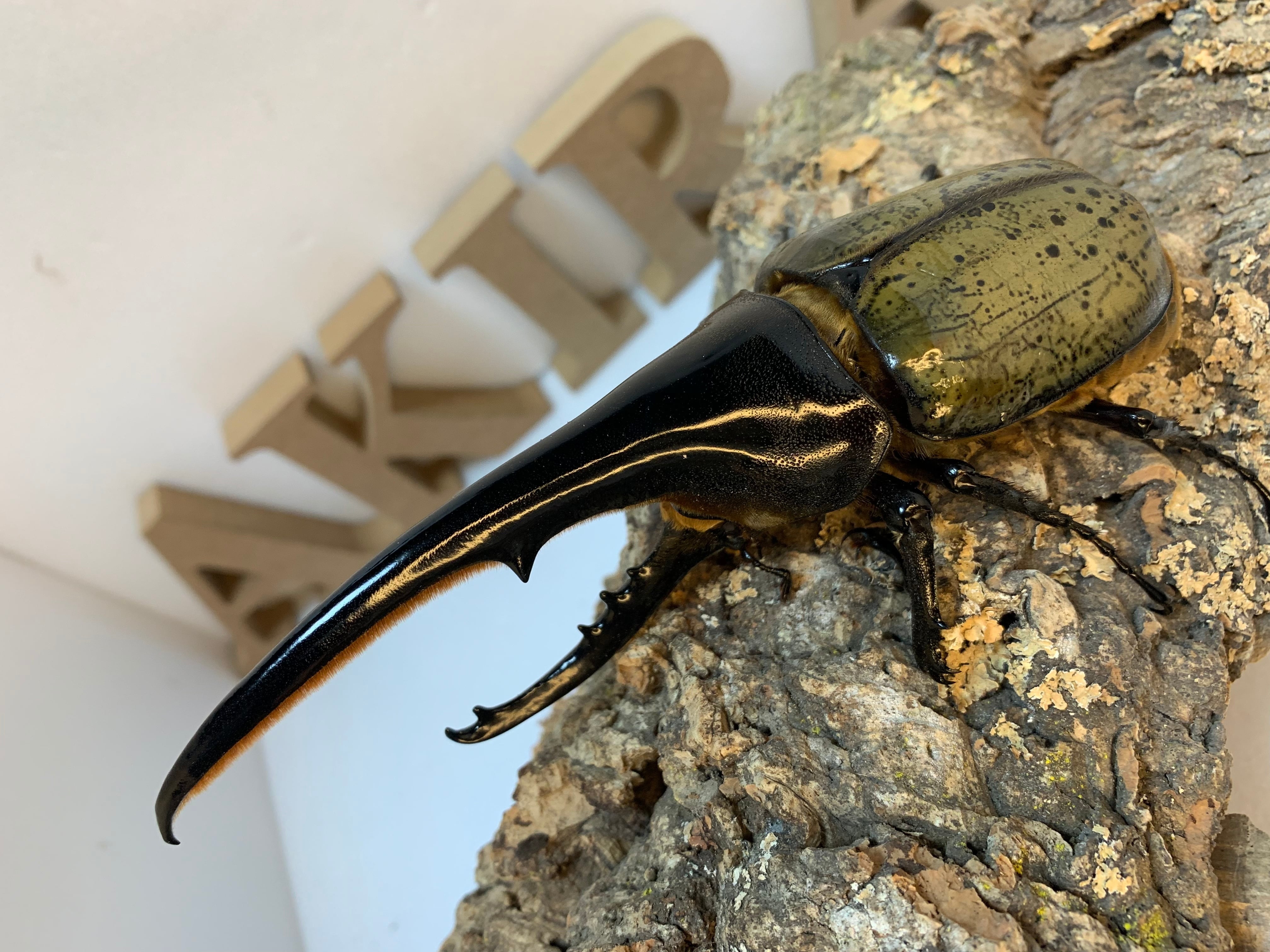 DHヘラクレス 160.7mm | Hope Forest