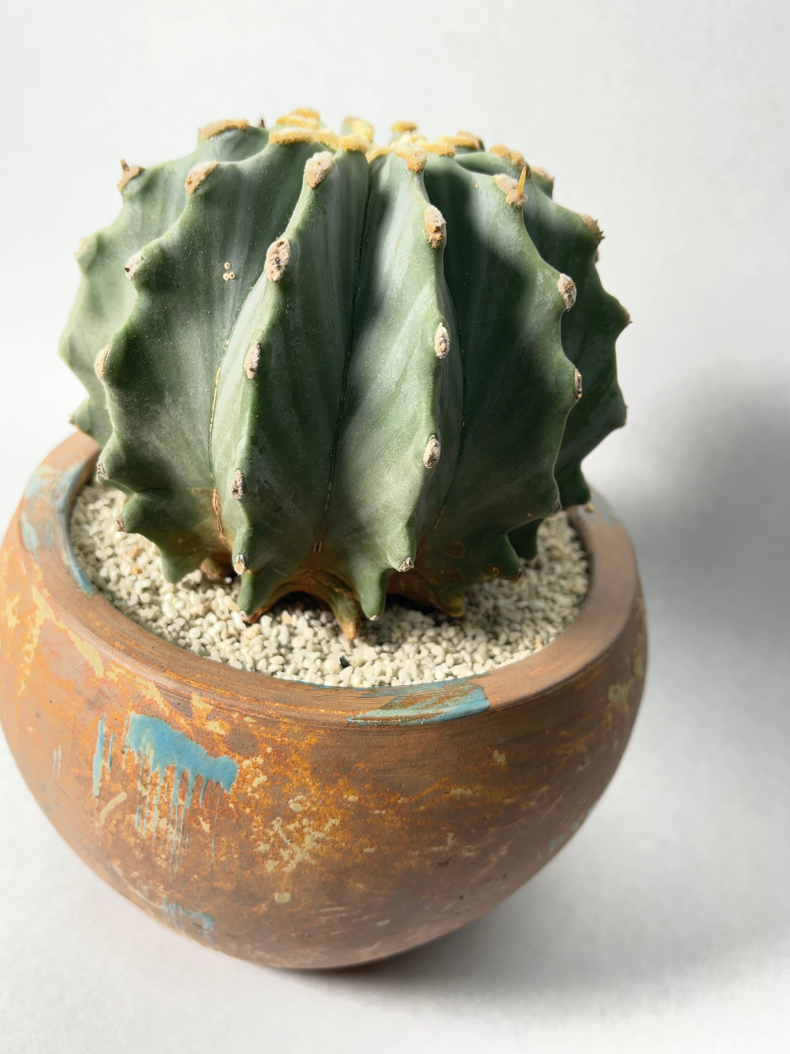 フェロカクタス・刺無王冠竜 | trigger