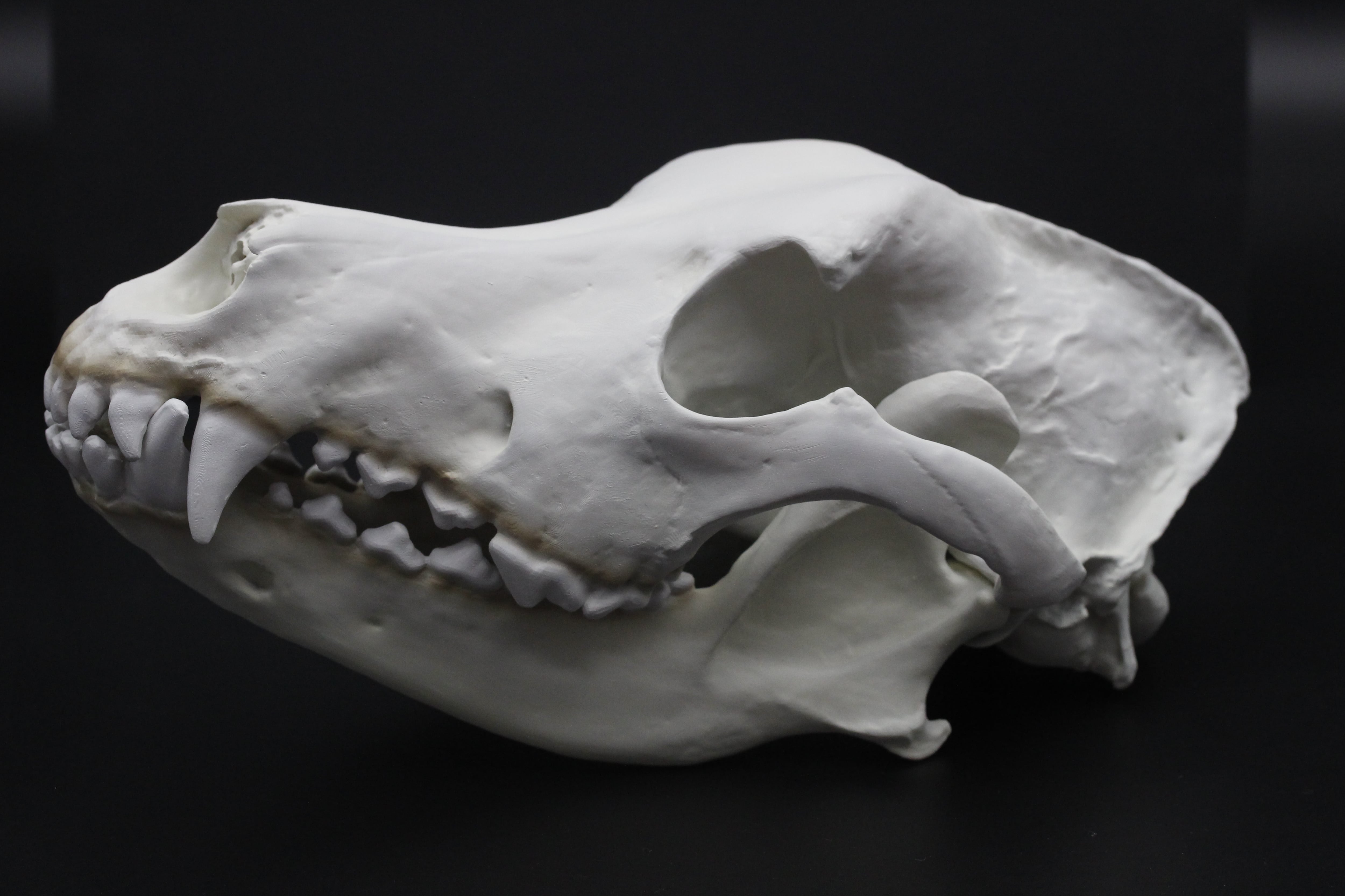 ジャーマンシェパード 原寸大頭骨レプリカ 【犬の頭骨レプリカ