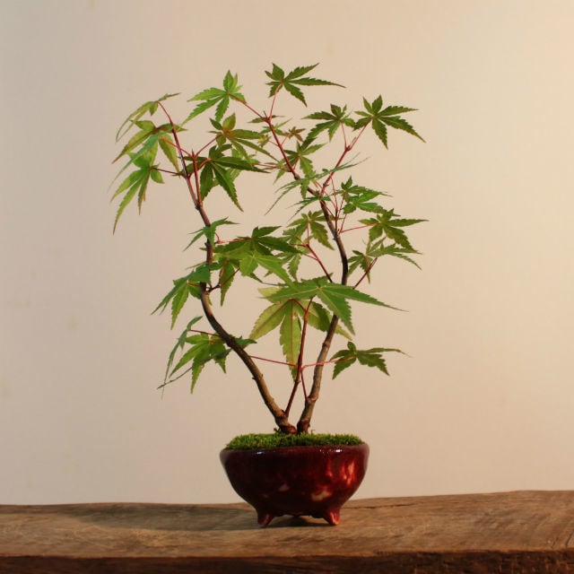 葉物盆栽 イロハモミジ（紅葉） | 盆栽と山野草の植物店 八百日