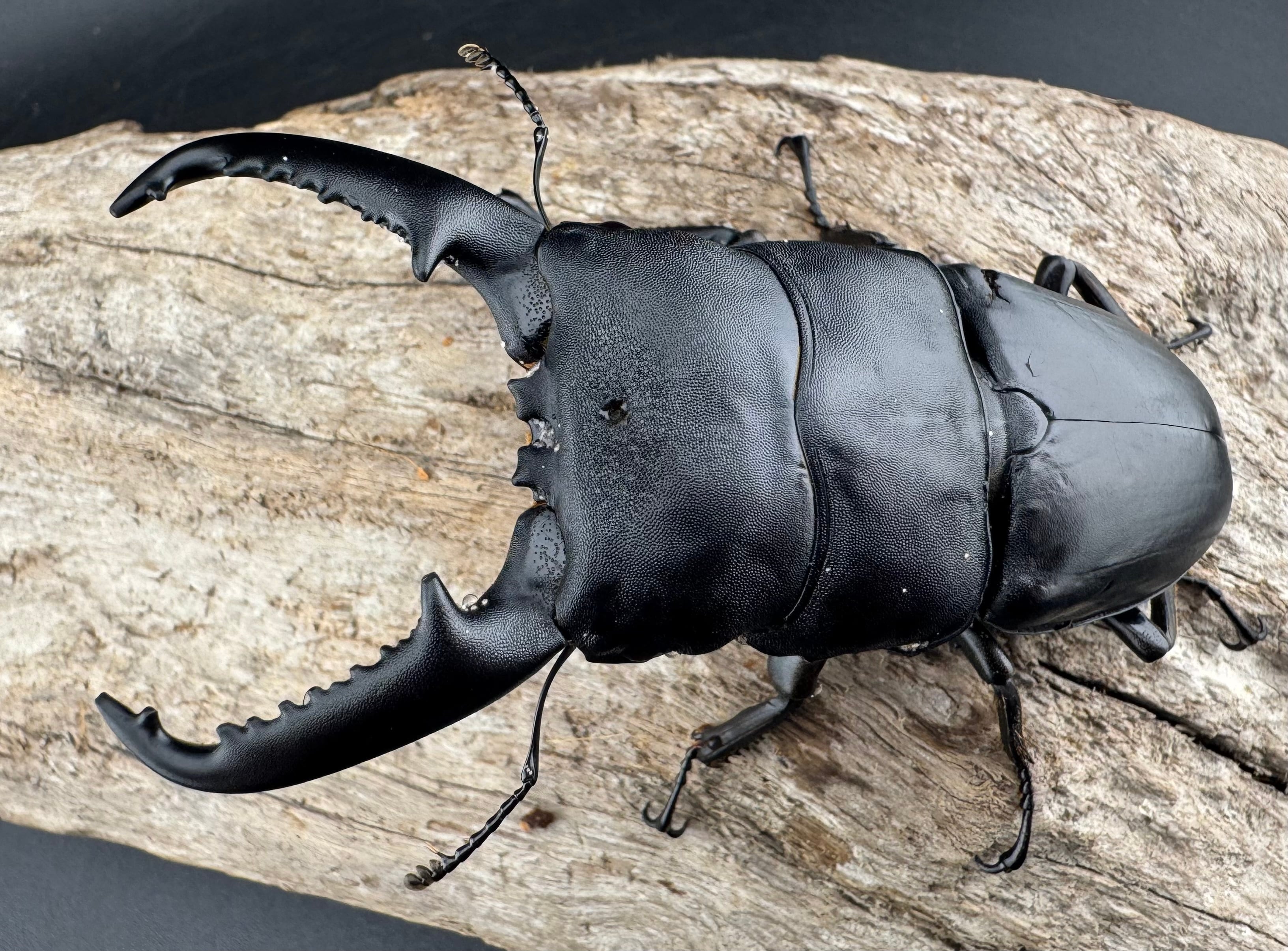 WD】《パラワンオオヒラタ バタラザ産 92mm ペア》 | KPW公式