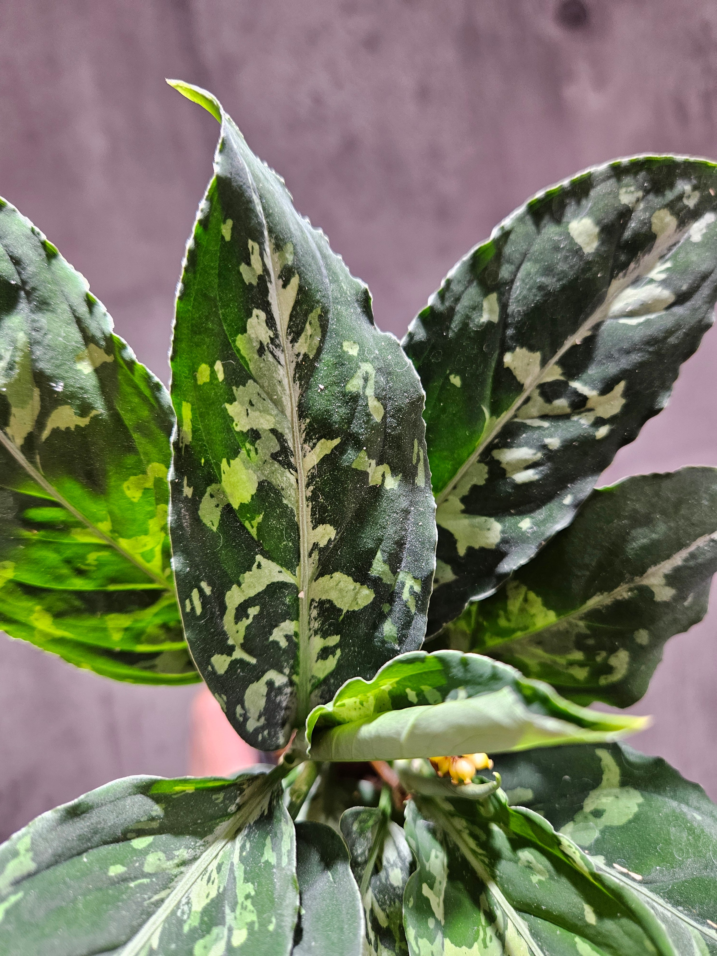 Aglaonema pictum tricolor(アグラオネマ ピクタム トリカラー