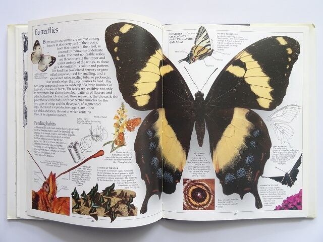 洋書◇蝶と蛾の写真集 本 図鑑 チョウ ガ 蝶々 | 洋書堂
