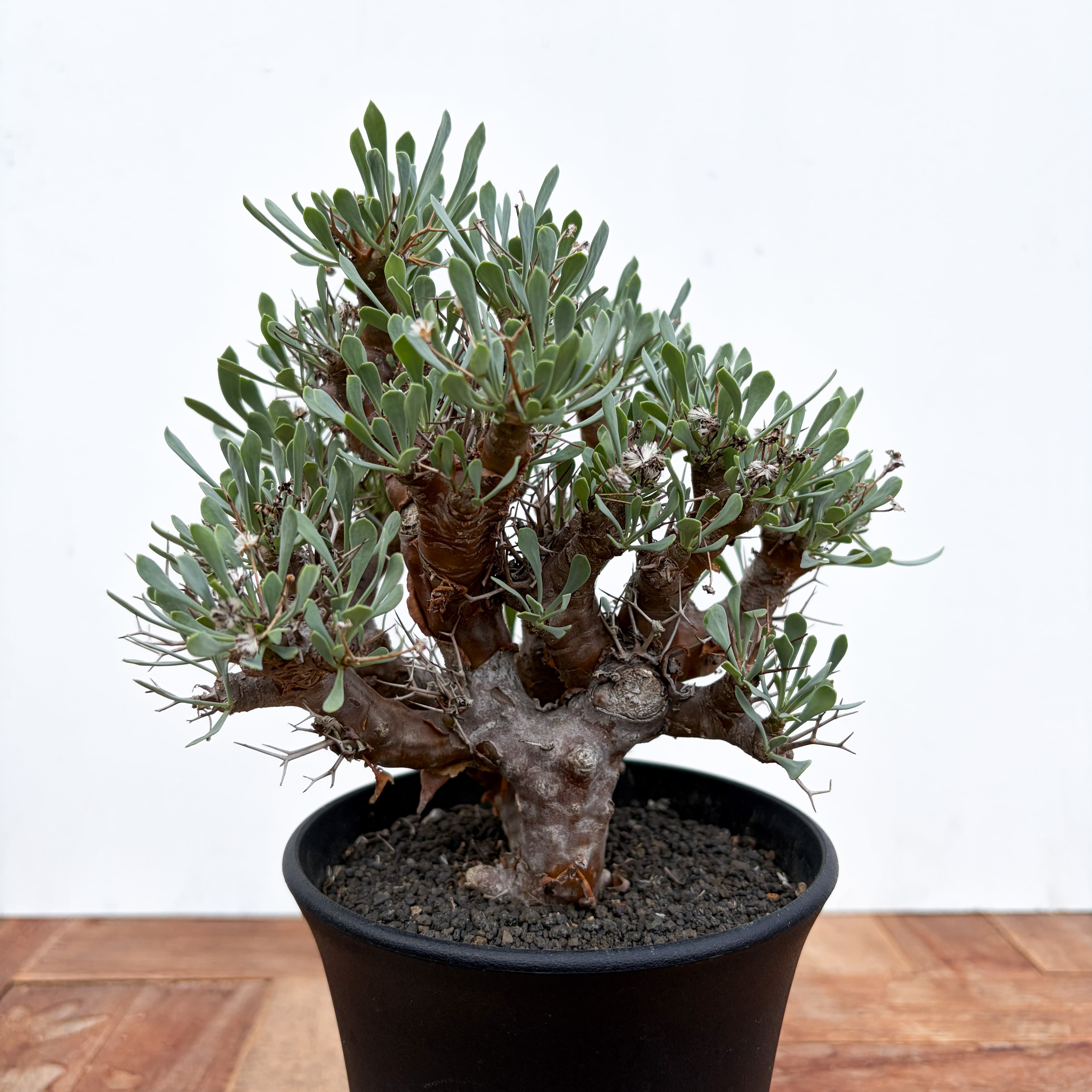 Euphorbia tuberosa 【ユーフォルビア・ツベローサ】 | RIMO'S GREEN