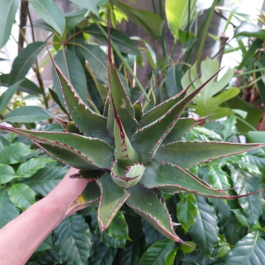 アガベ ジェントリー ジョーズ agave gentryi 