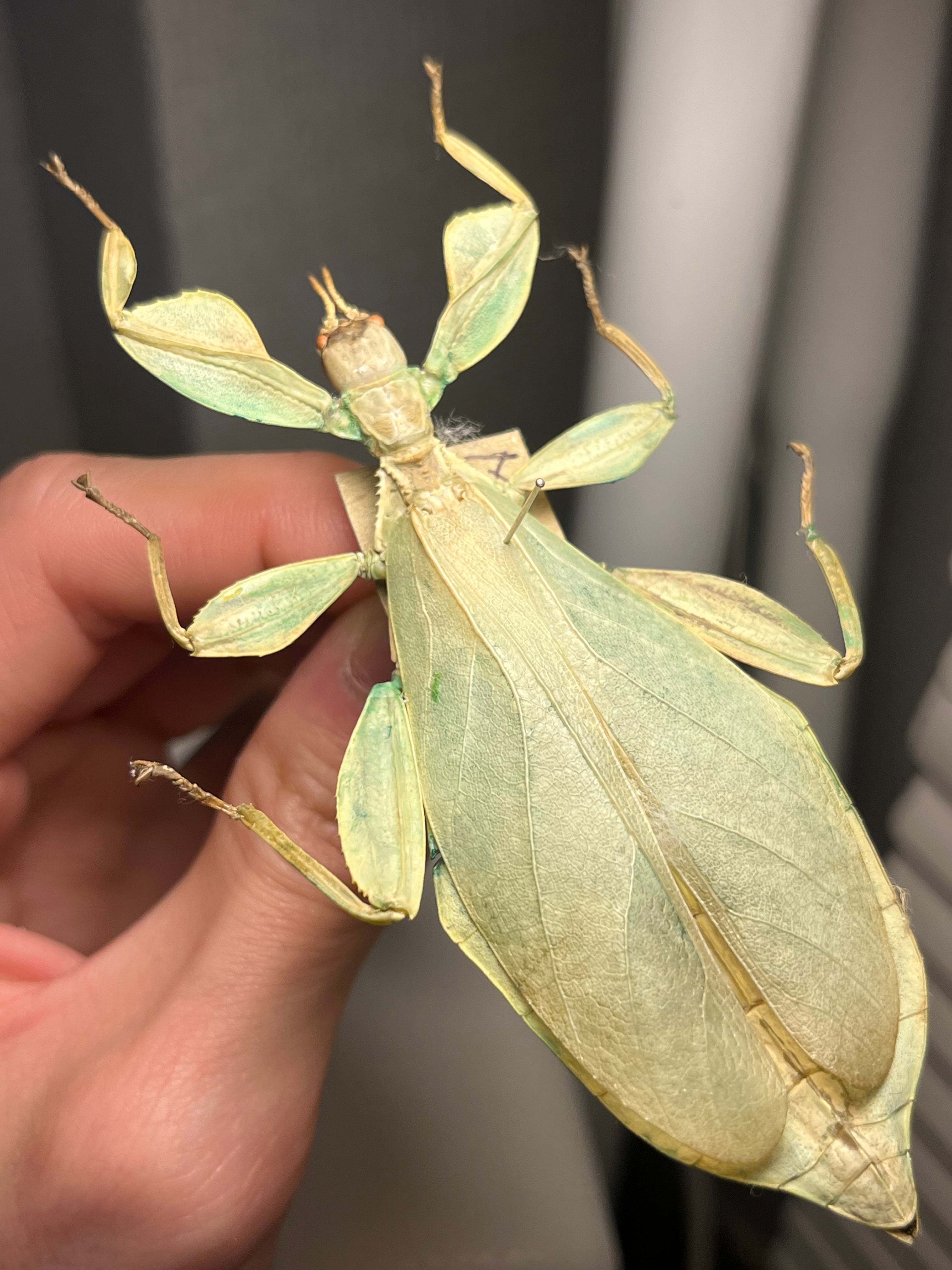 直翅類 | オモニキチュウ