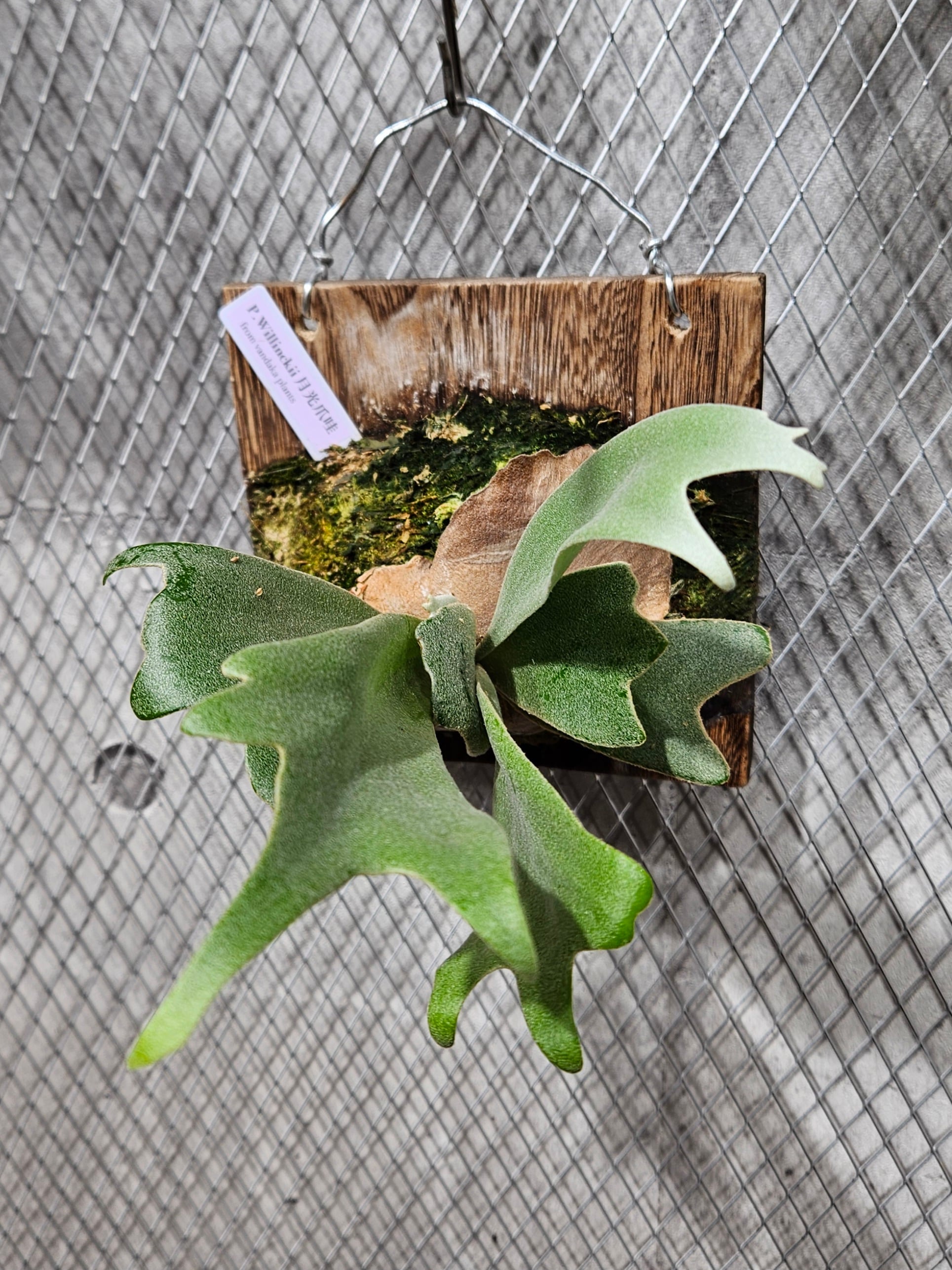 P. Willinckii 月光爪蛙 【artPLANTs/PLANTS GARAGE】 ビカクシダ