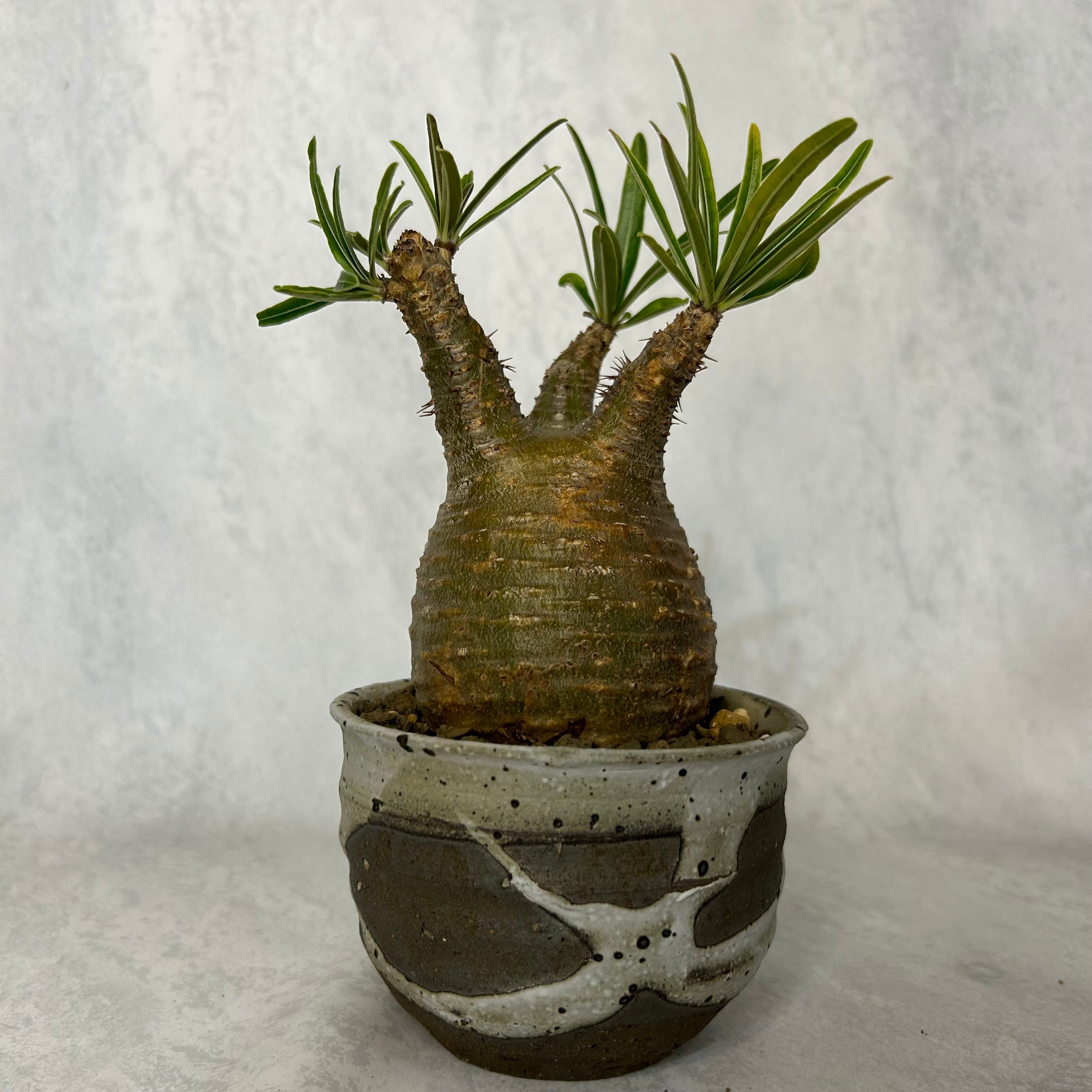 eed9e17e3dd9c9b4eba2b1b6897010