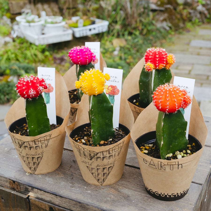 5色から選べる サボテン ヒボタン○緋牡丹 子株も展開中の元気な株