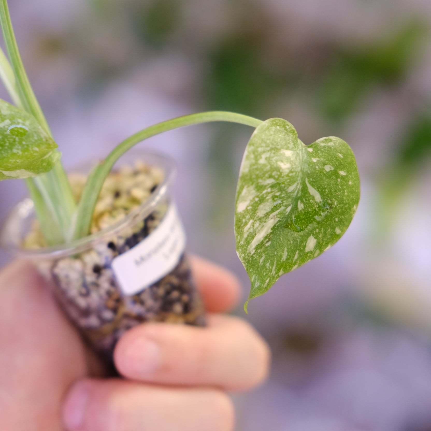 モンステラ・レガシー / Monstera deliciosa 'Legacy'⑦ | tokyoplants