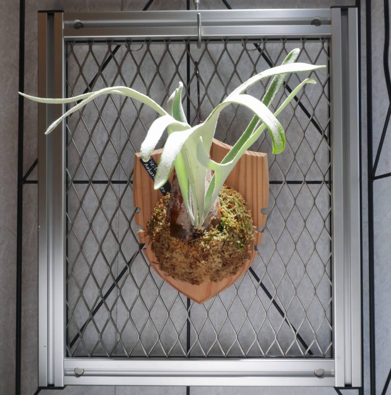 現品【ビカクシダ】P.Veitchii Auburn river 板付け【コウモリラン