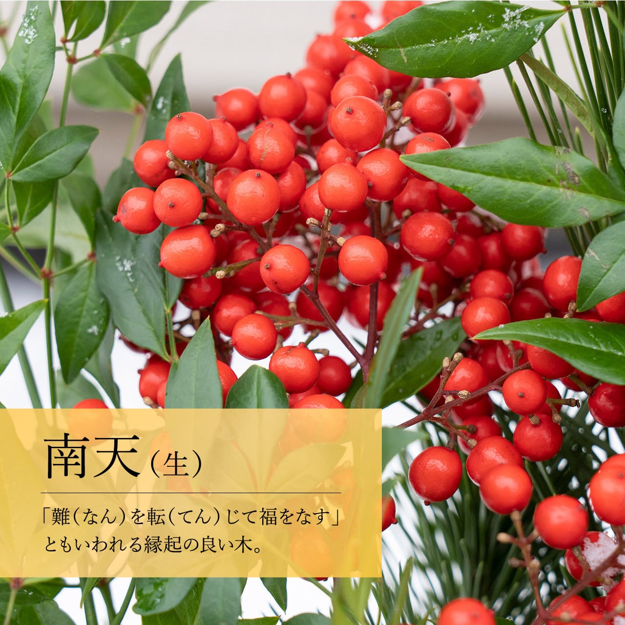 真竹門松 90cm（一対） | 門松専門店 えびす屋