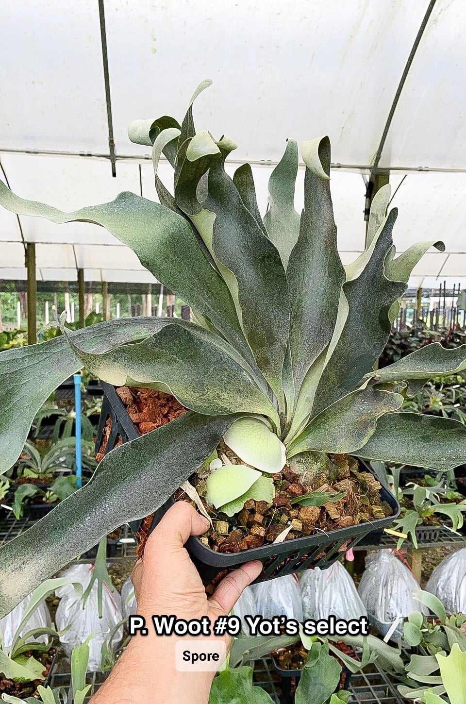 P.Woot#9 Spore Select Pup【artPLANTs】ビカクシダ/Platycerium