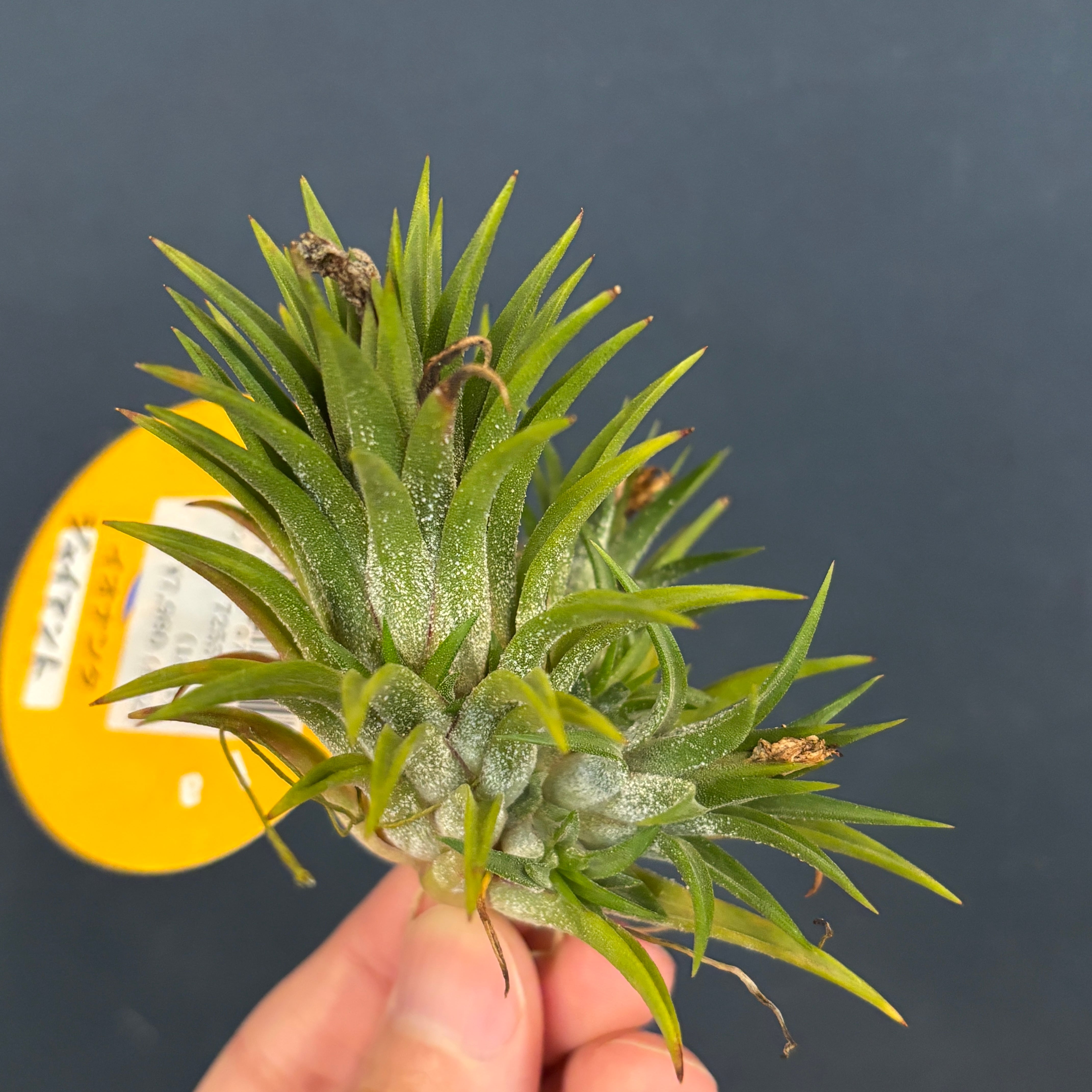 フィロデンドロン ビレッティア 斑入り 大株【激レア】Philodendron