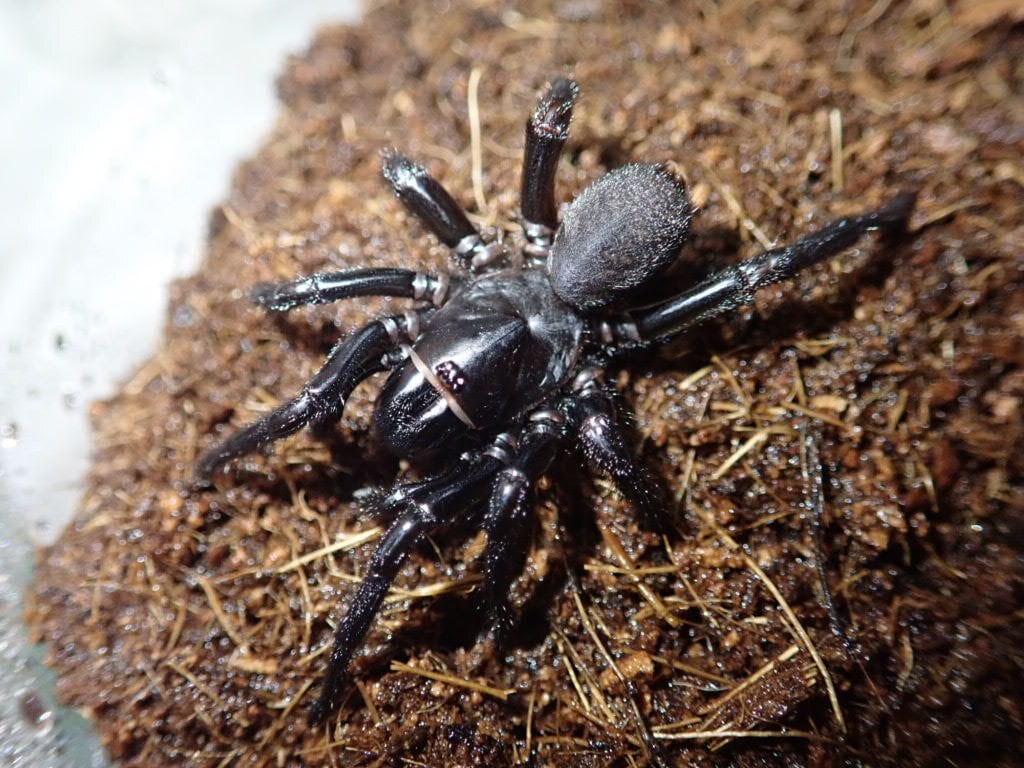 Spider クモ | Bebe Rep. 奇蟲部門