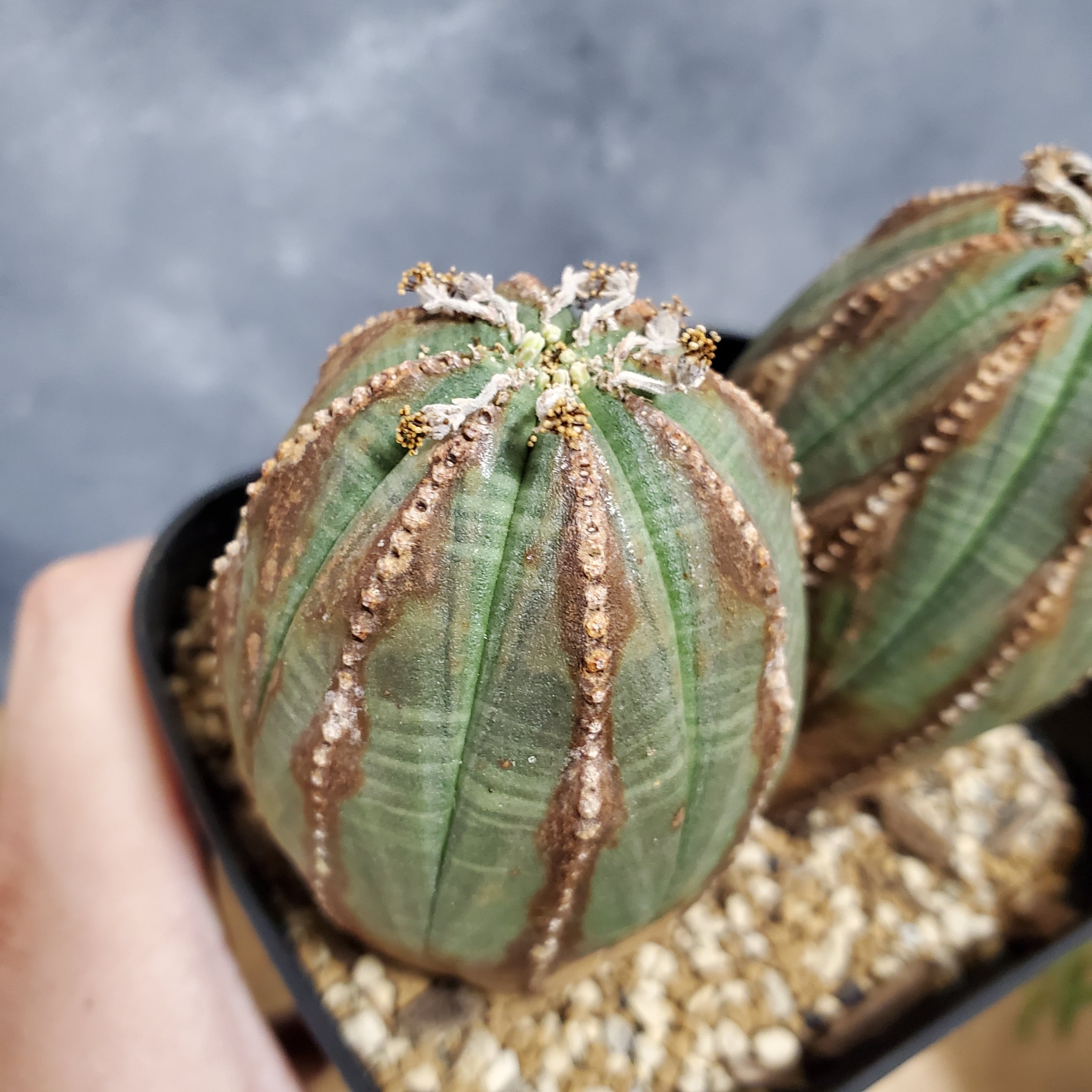 2頭タイプ!!】オス株 Euphorbia Obesa ユーフォルビア オベサ 木質化