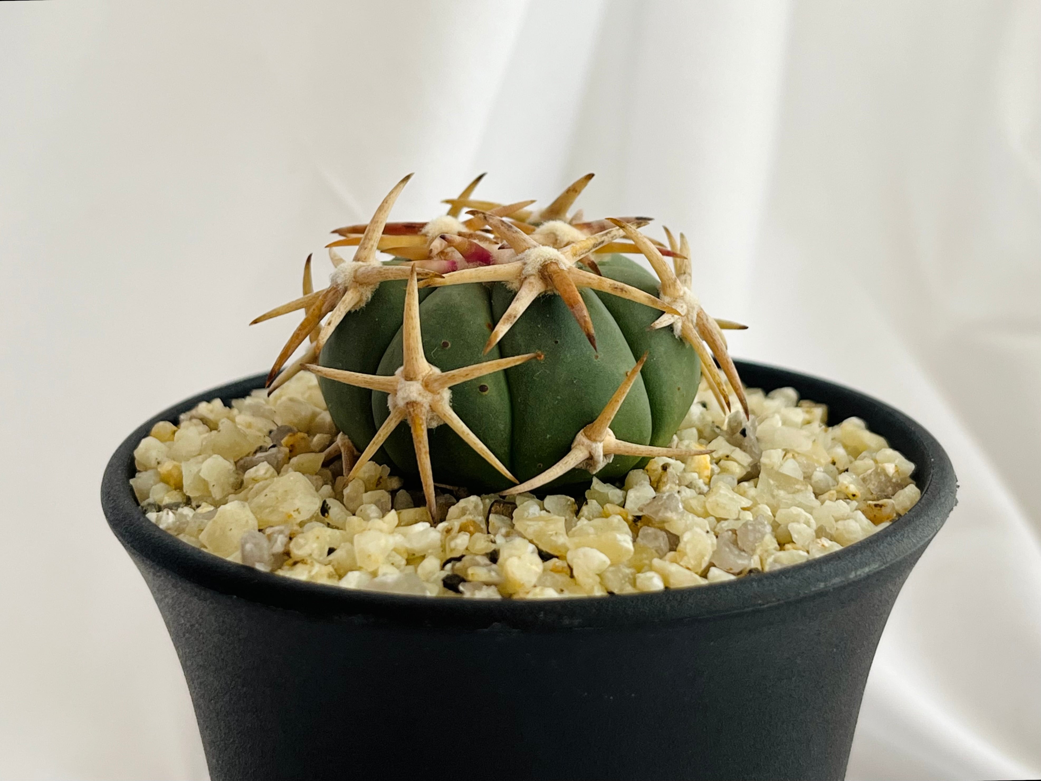 f6aab8c62b31f161ac8637b652aa9e