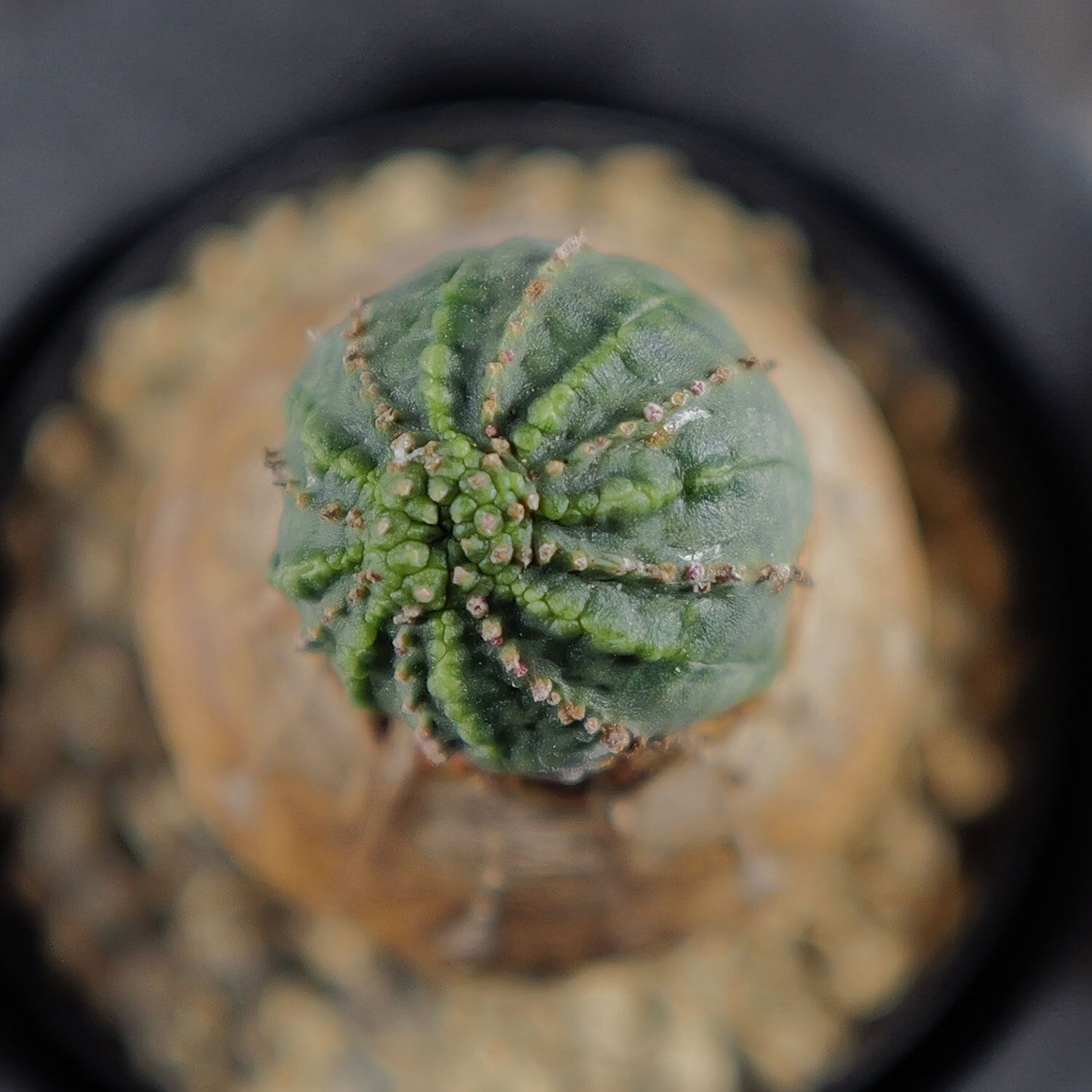 メス株【厳選株】白木 木質化 美模様 マイクロ マウンテン オベサ