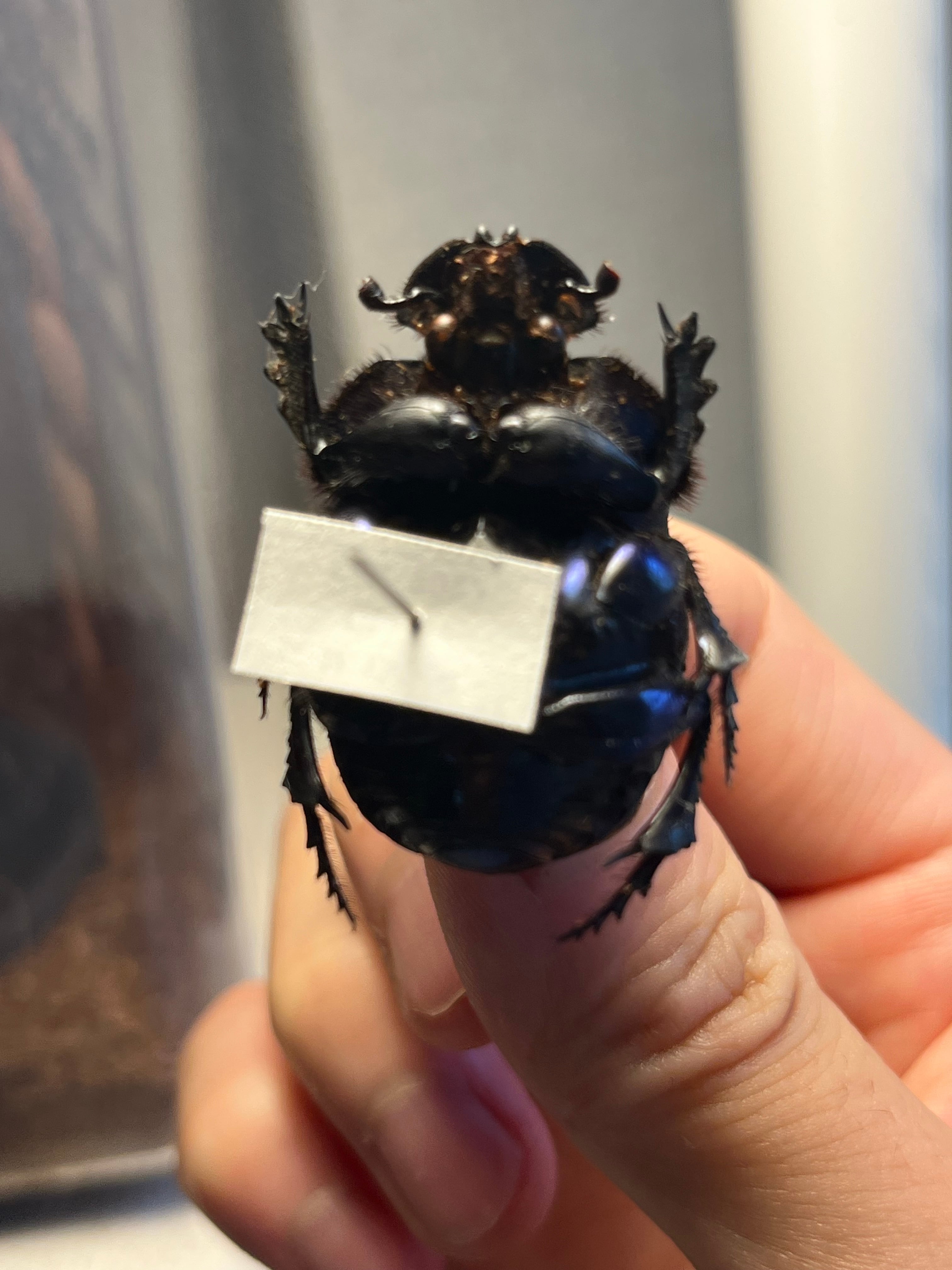 36mm♀】ランキフェルオオニジダイコクコガネ ランキフェール昆虫標本