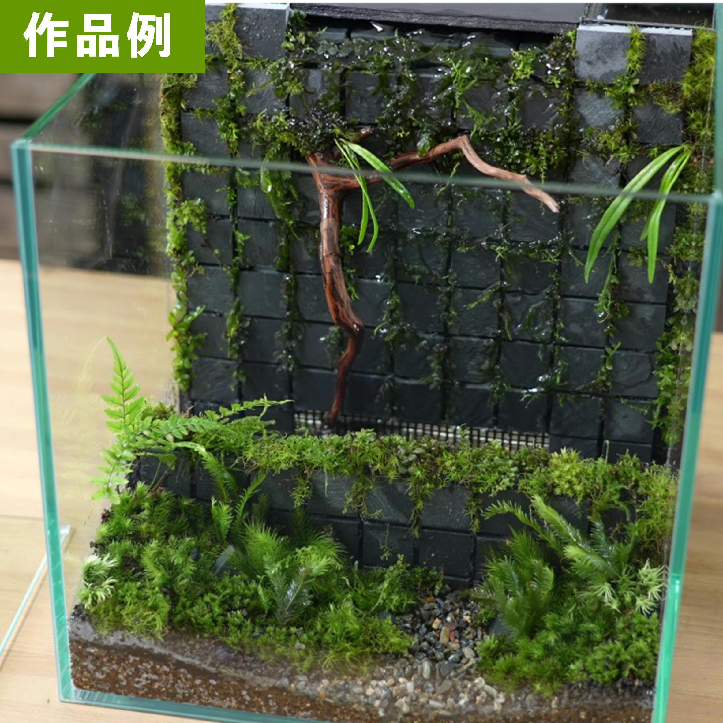 ガラス容器】 苔テラリウム用 25cmCUBEガラス水槽 （250x250xh250mm