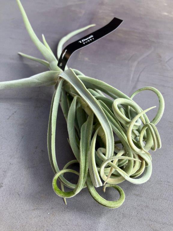 エアプランツ（チランジア）ドゥラティS※送料無料 | 日本ライン花木