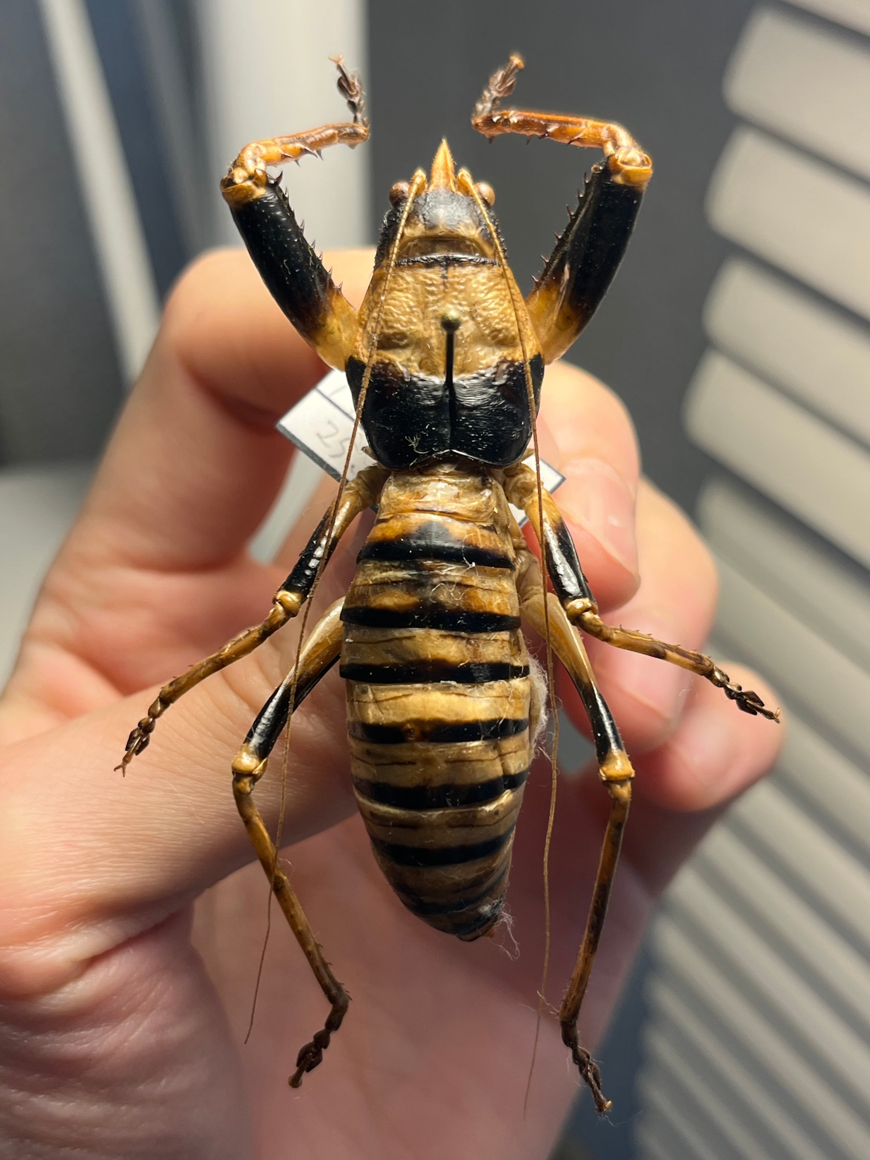 巨大♂】ロブスターキリギリス マッチョキリギリス コロギス リオック