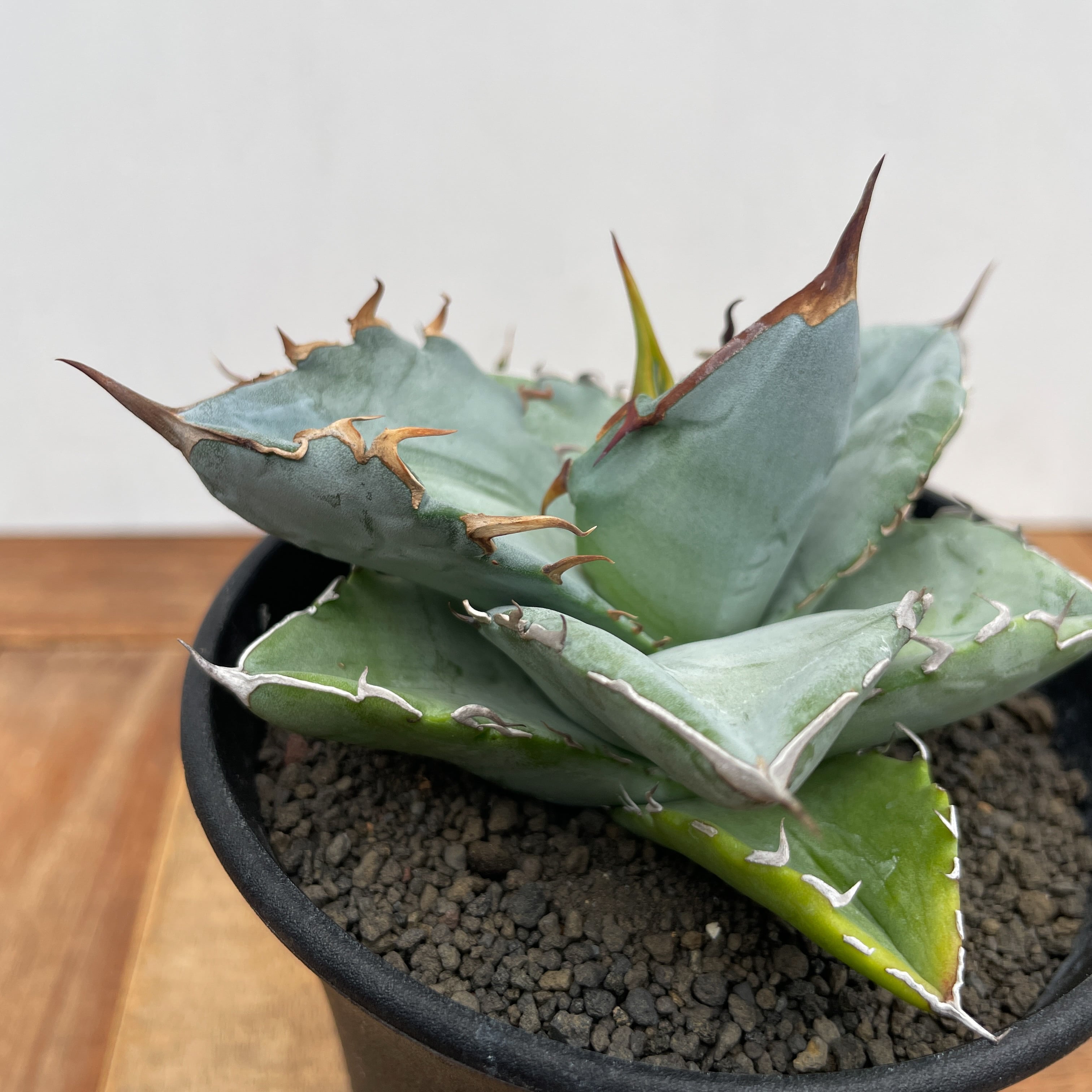 Agave oteroi【アガベ・オテロイ・実生】 | RIMO'S GREEN 【Saboten