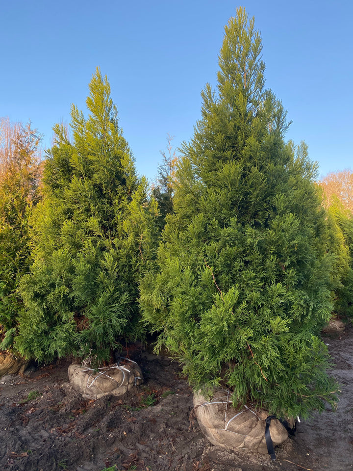 Buy 'Yoschino' Cryptomeria Online | Bay Gardens Online Nursery