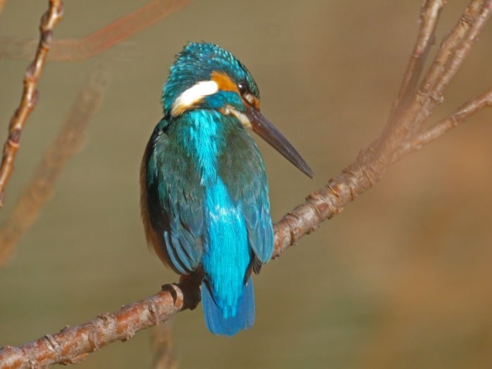 1400mmの世界！』 ニコン Reflex Nikkor 500mm F8 のクチコミ