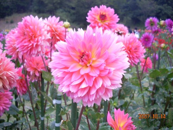 ニコン COOLPIX L11で撮影された写真 - 価格.com