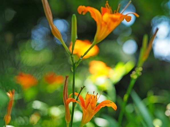 シグマ 56mm F1.4 DC DN [マイクロフォーサーズ用]で撮影された写真