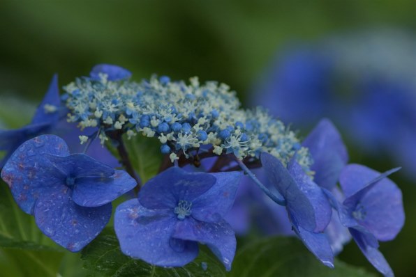 ニコン AI AF Micro Nikkor 105mm F2.8Dで撮影された写真 - 価格.com