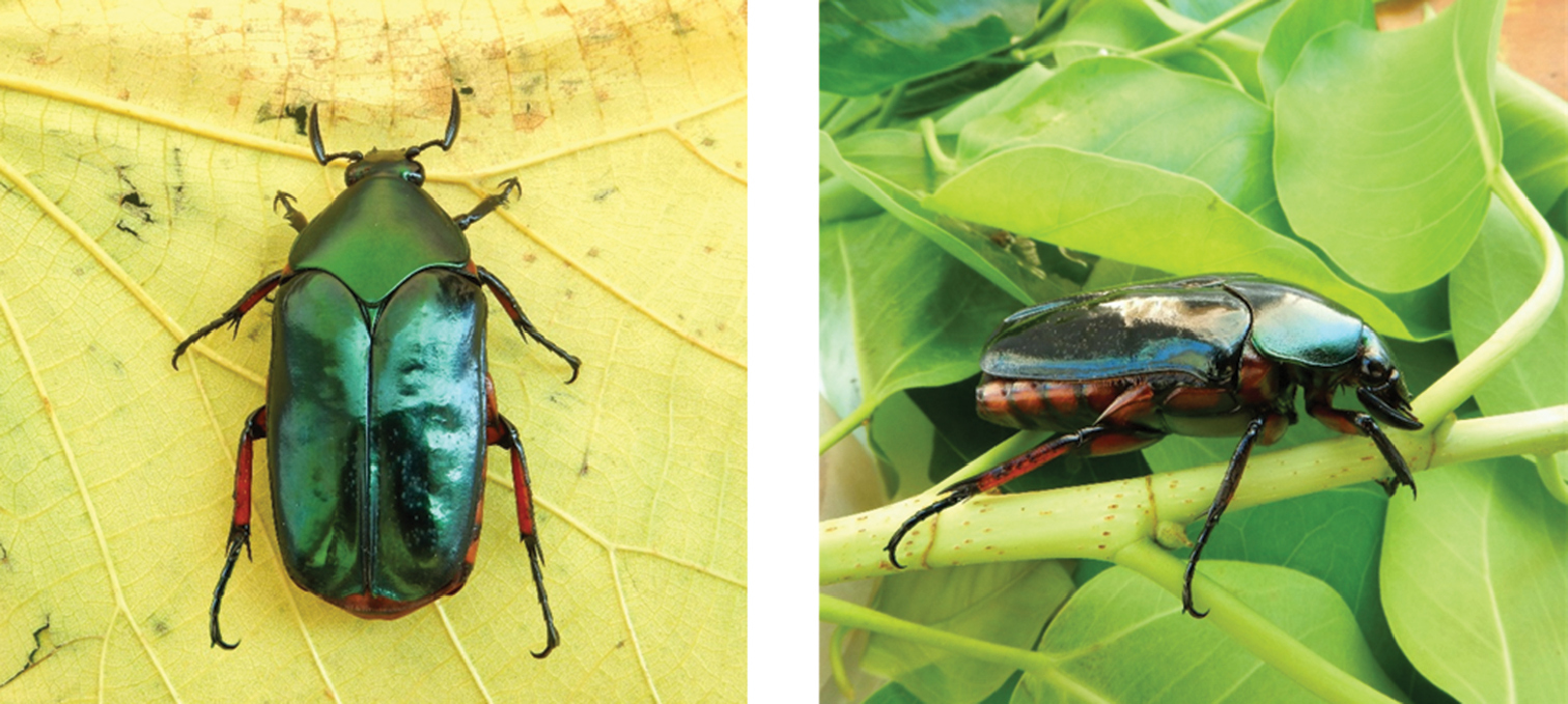 Census of the fruit and flower chafers (Coleoptera, Scarabaeidae