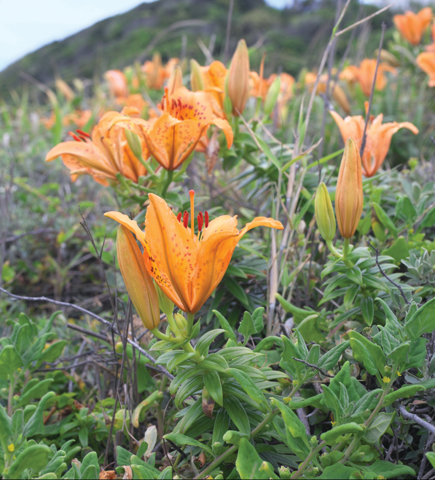 A reappraisal of Thunberg's spotted lily Lilium maculatum Thunb