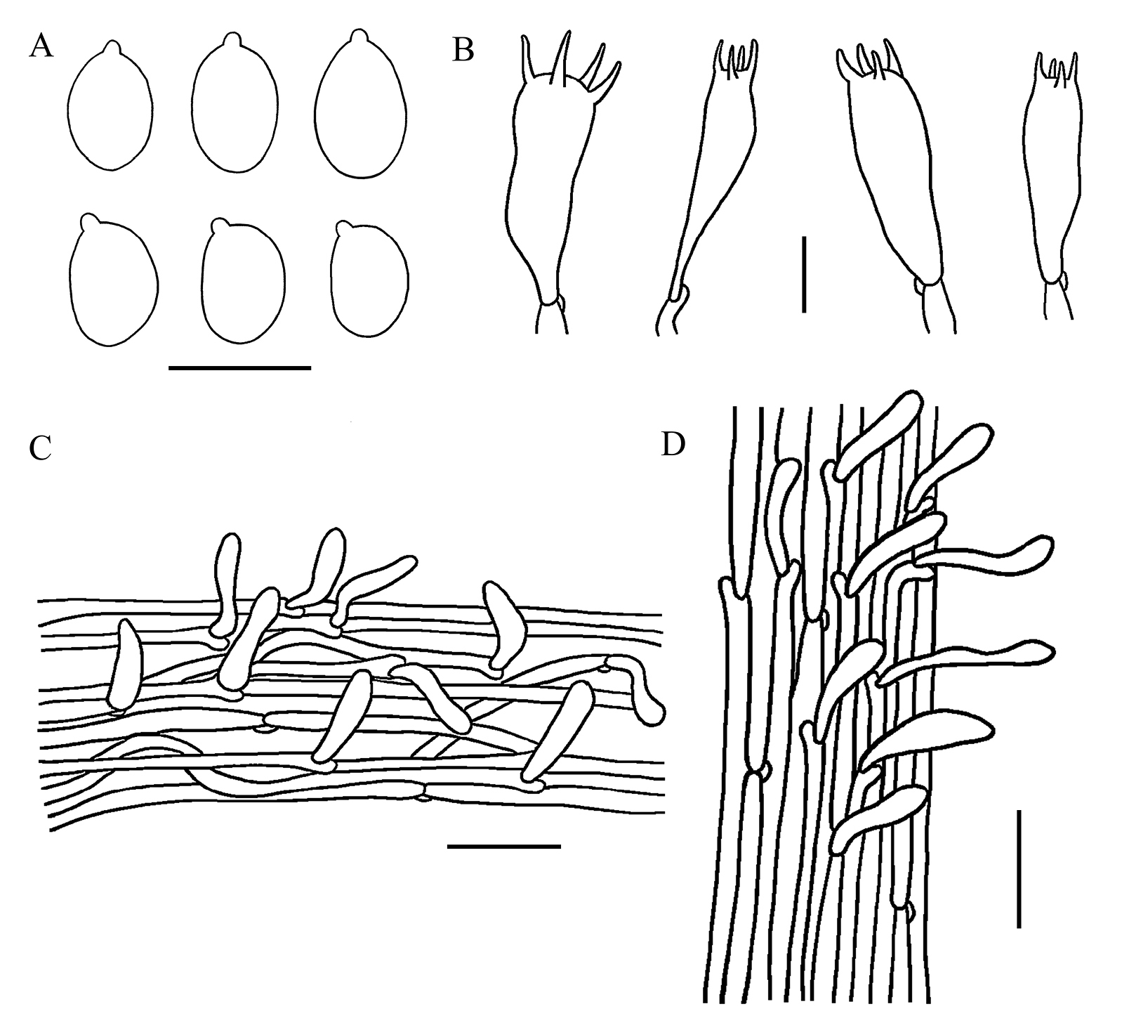 Three new species of Gerronema (Agaricales, Basidiomycota) from