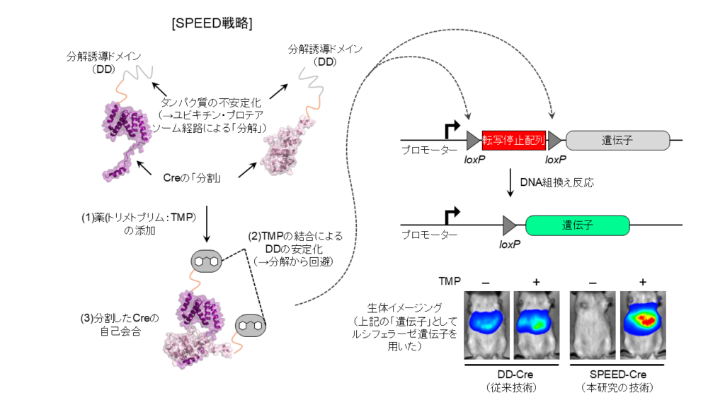 生命環境科学系 - 東京大学大学院総合文化研究科広域科学専攻 | 生命