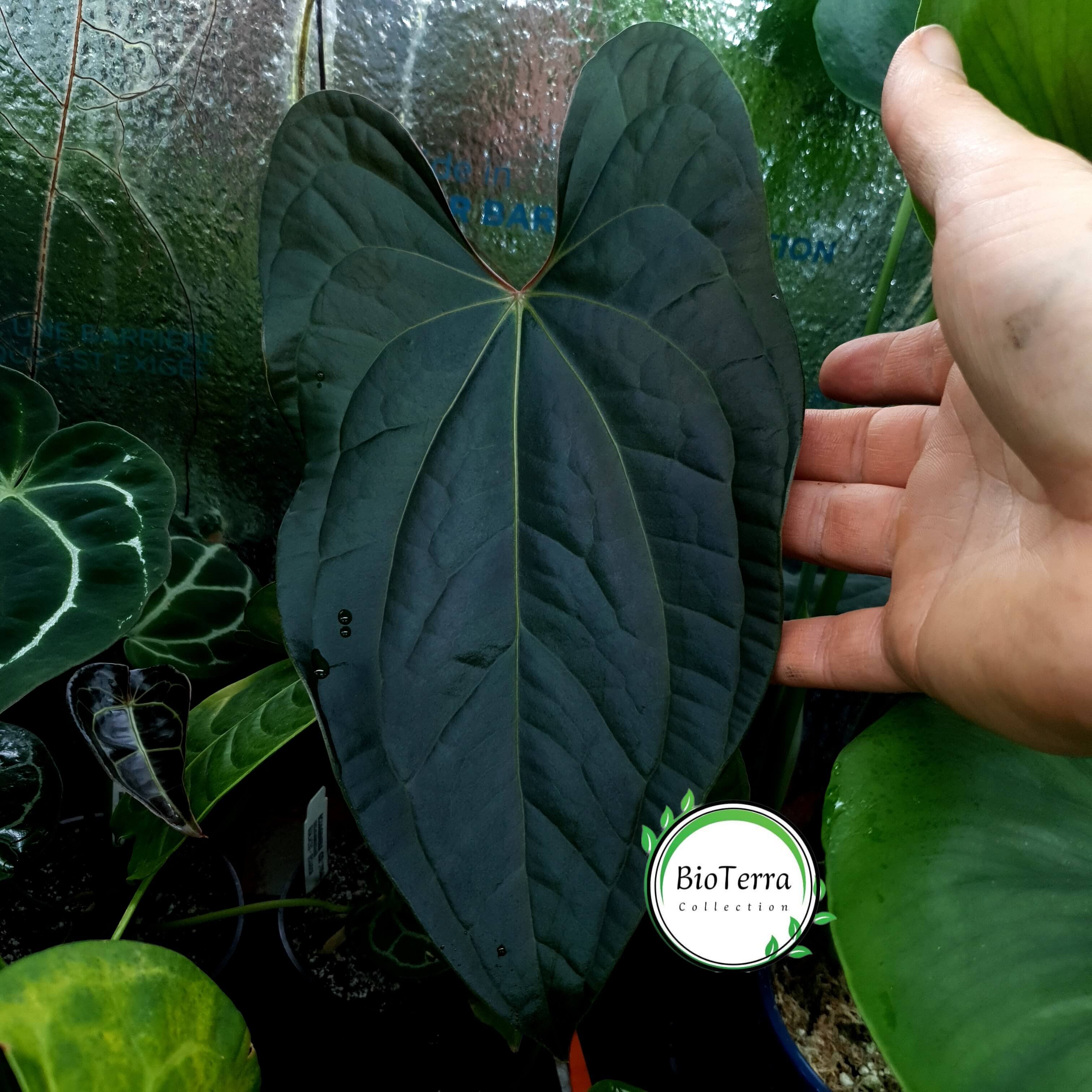 Anthurium 'Amazon Diamond Inverse Crossing'