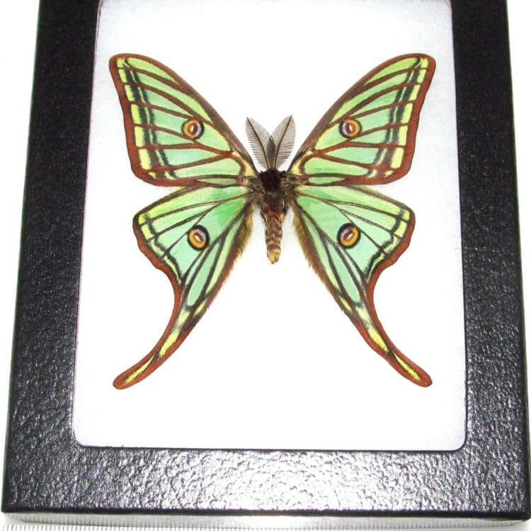 BicBugs Graellsia isabellae MALE 